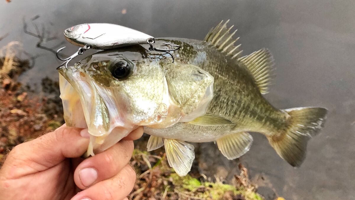 fighting fish hook Fishbites Fight Club® Jig Head topwater <video controls width=