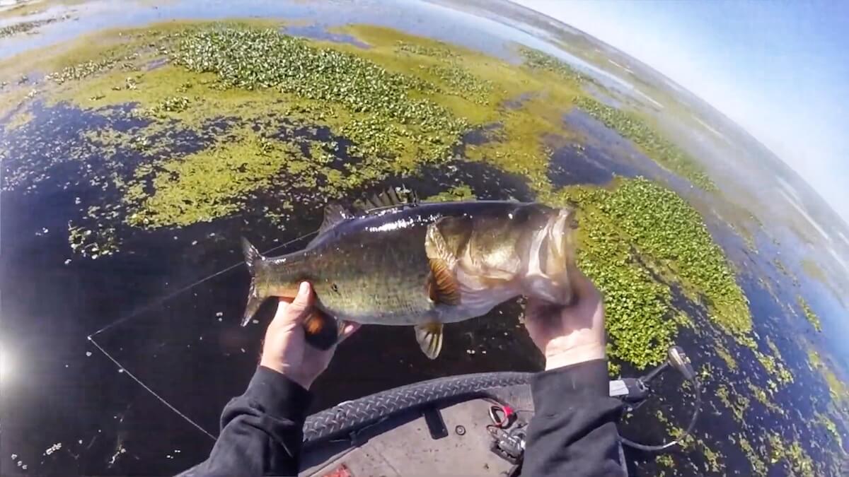 How to Punch for Bass in the Fall – MONSTERBASS