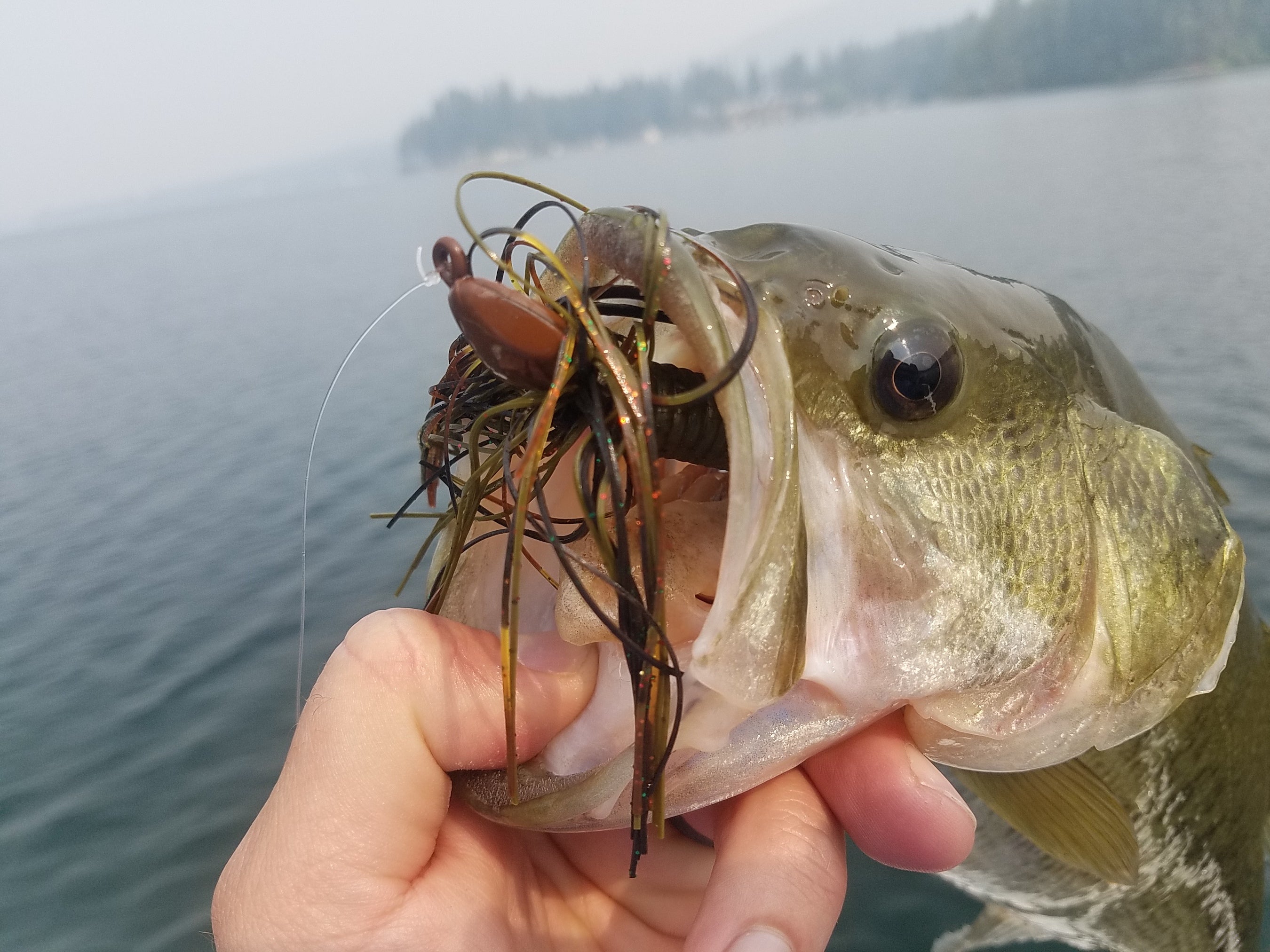 Choose the best freshwater fishing lures by fish species