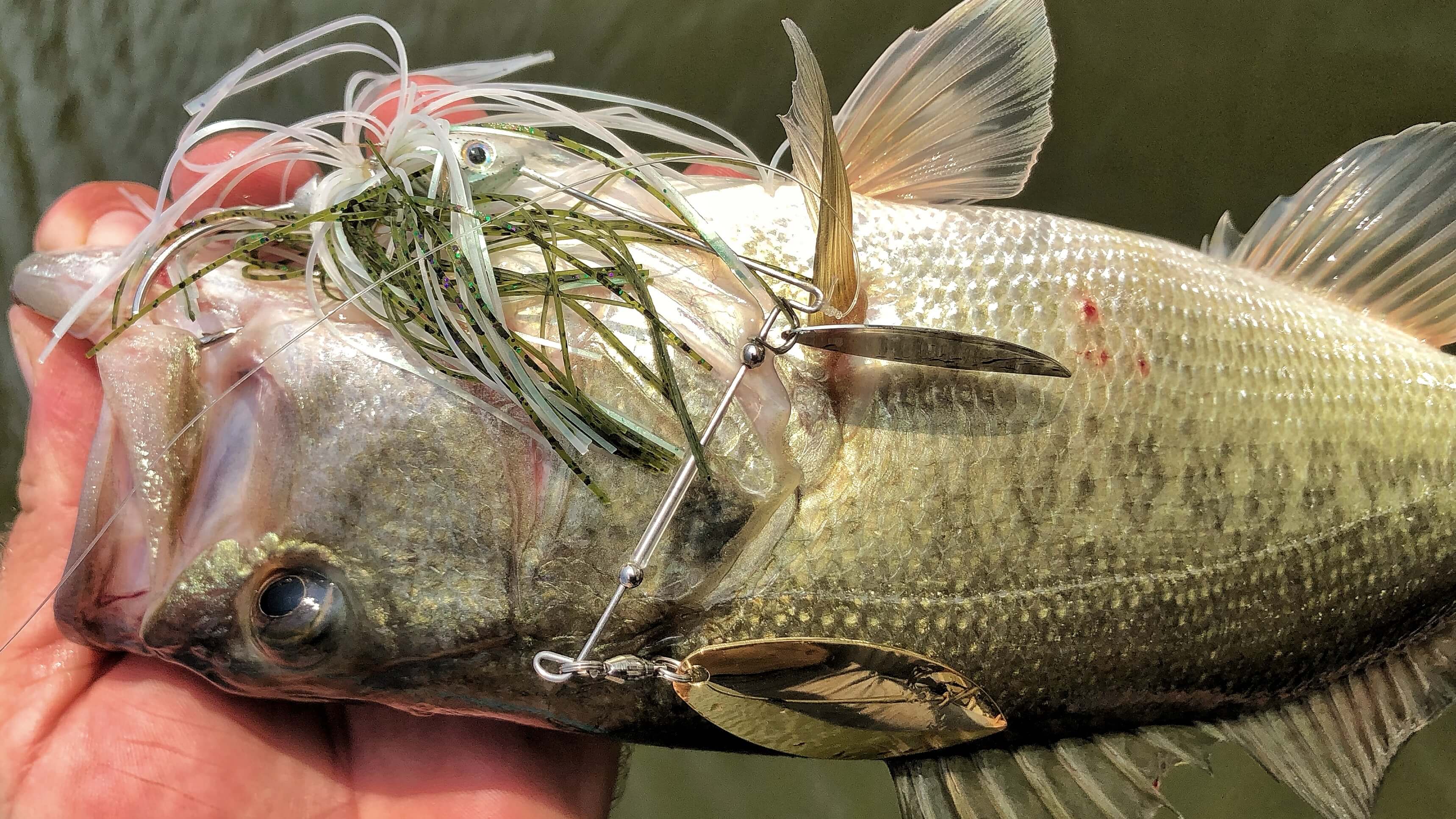 Tying On A Spinnerbait 101 – MONSTERBASS