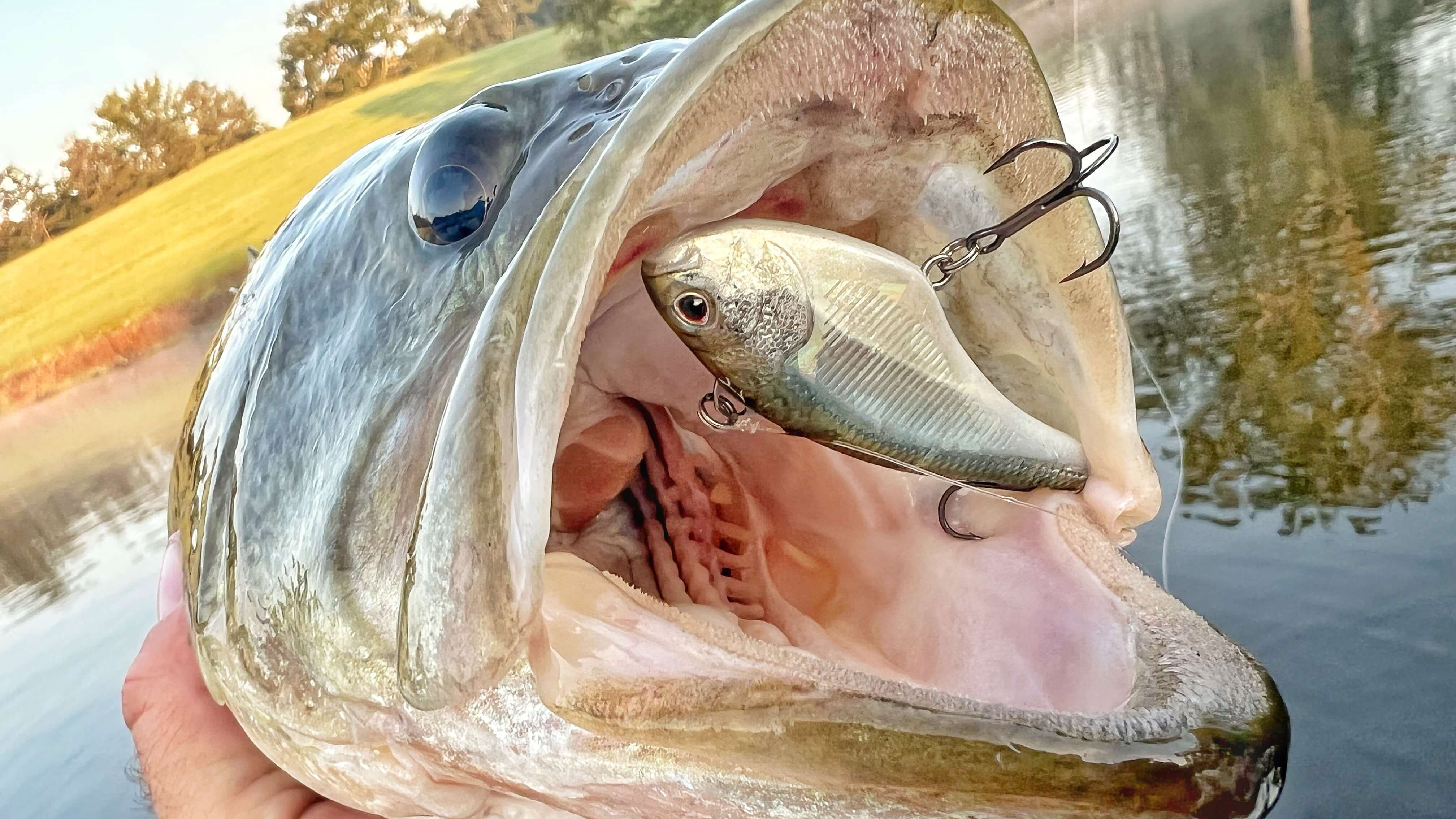 Five Baits You Should Have in your Fall Tackle Box – MONSTERBASS
