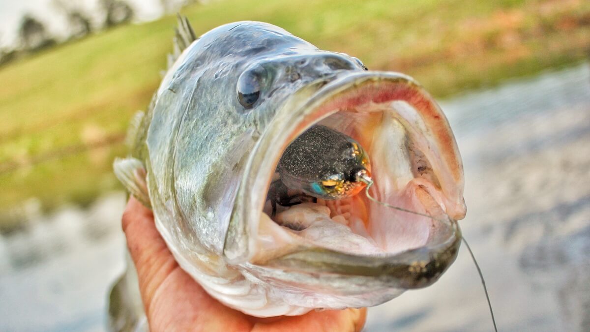 Texas topwater lure fishing heats up during summer