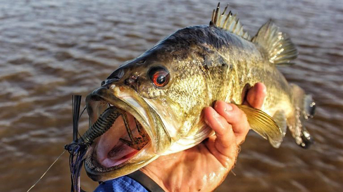 How To Swim A Jig – MONSTERBASS