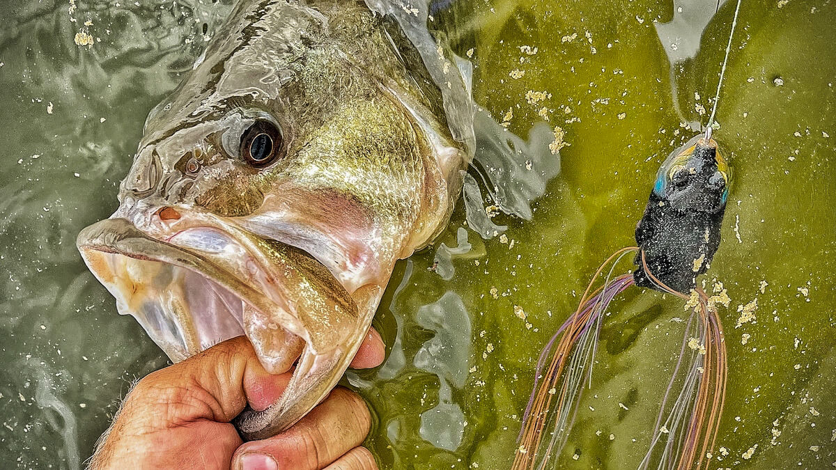 Top 5 Topwater Baits for Early Summer – MONSTERBASS