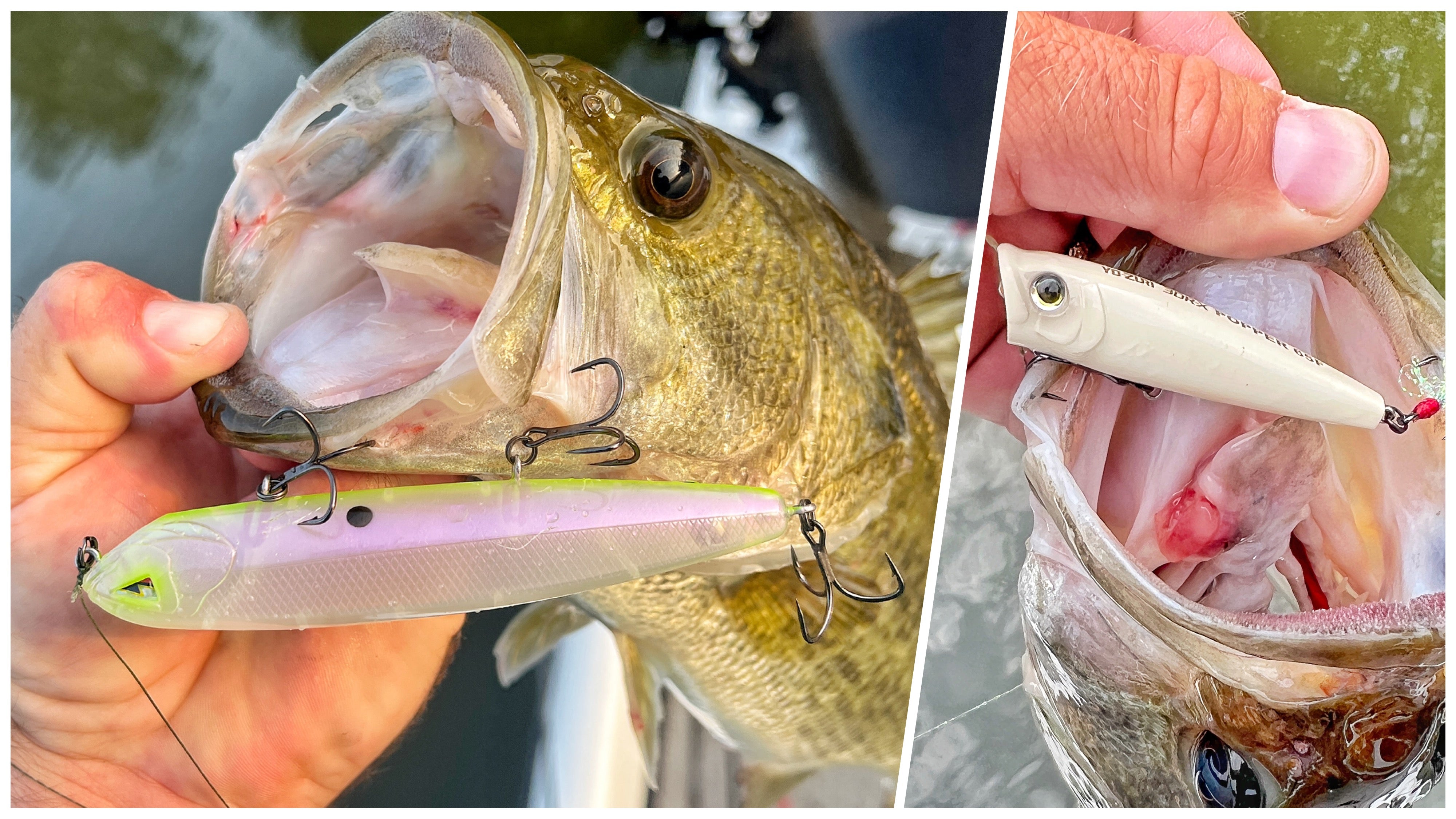 Tackle Shop, Bass Fishing Lures