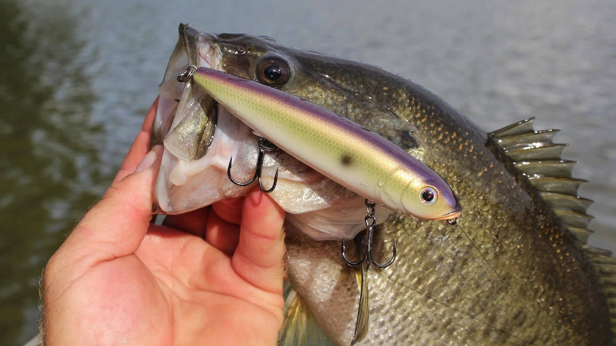 Top 5 Lures for Post Spawn Bass Fishing – MONSTERBASS