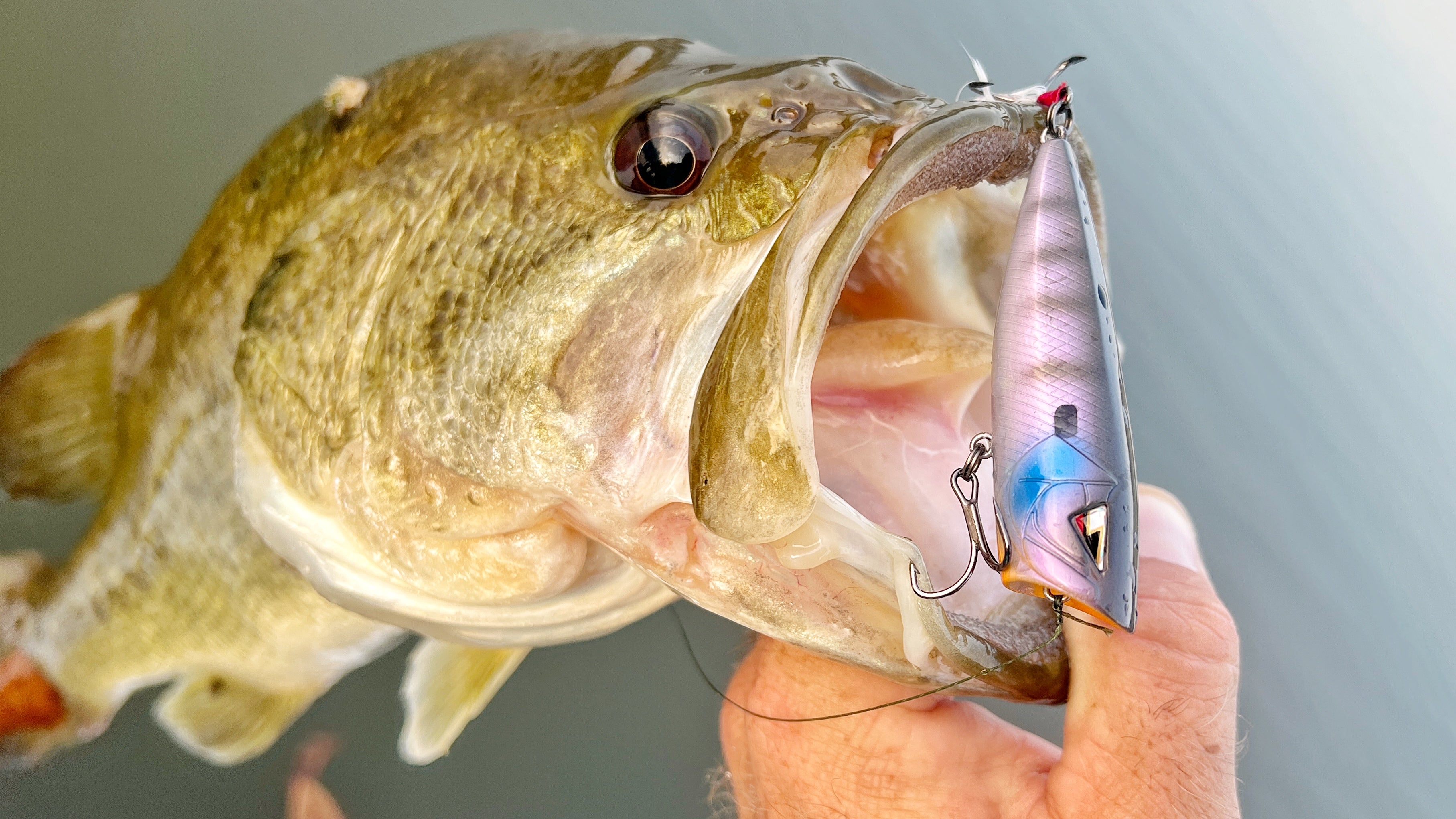 TOP 5 Baits for Bass Fishing the SHAD Spawn – MONSTERBASS