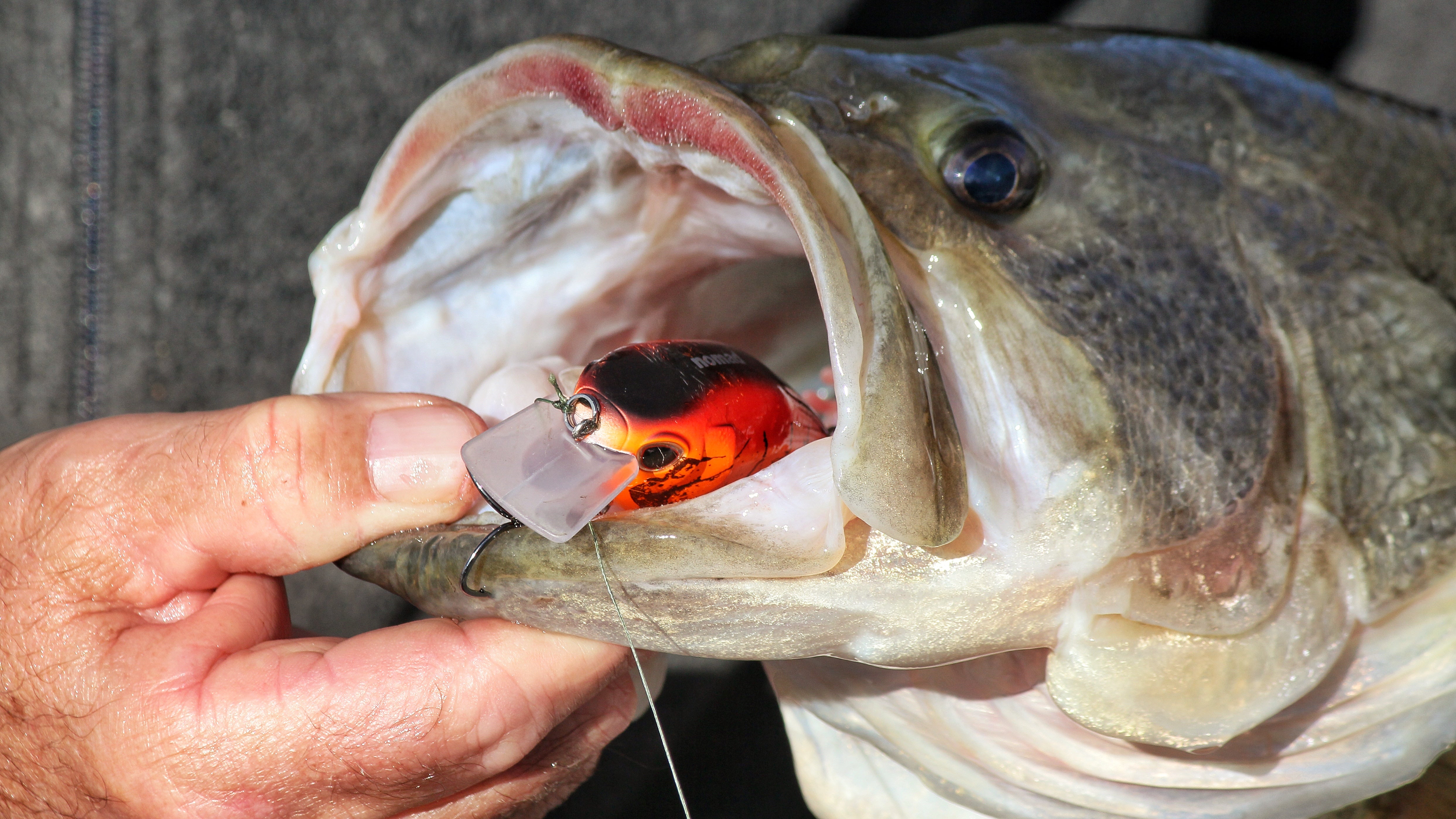 Shad Or Crawdad Color Cranks In Cold Water?…Use THIS Simple System