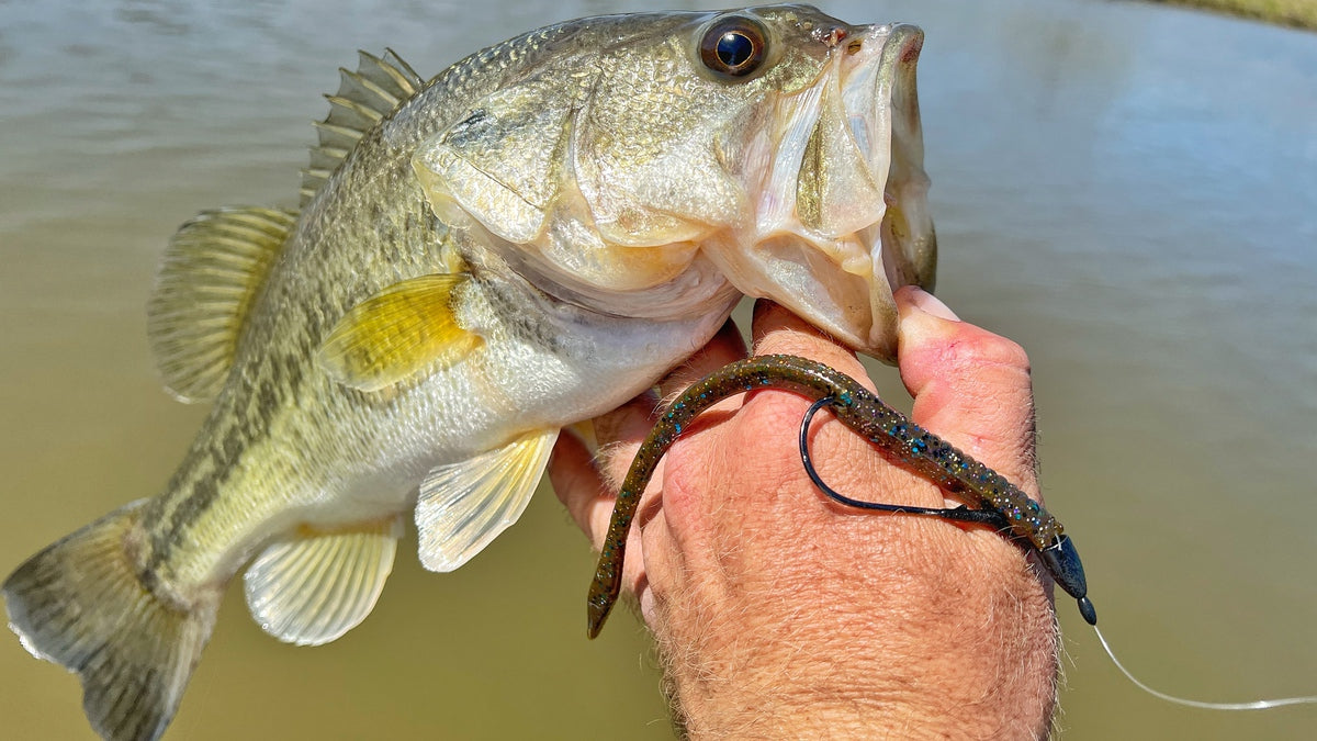 Plastic Worm Fishing For Reluctant Bass