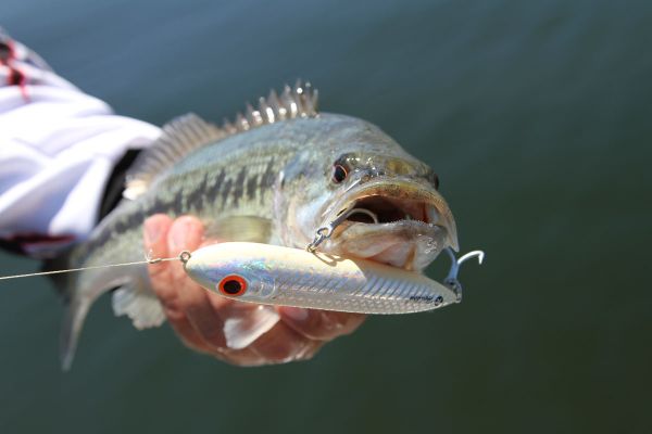 Top 10 Topwater Lures of All-Time – MONSTERBASS