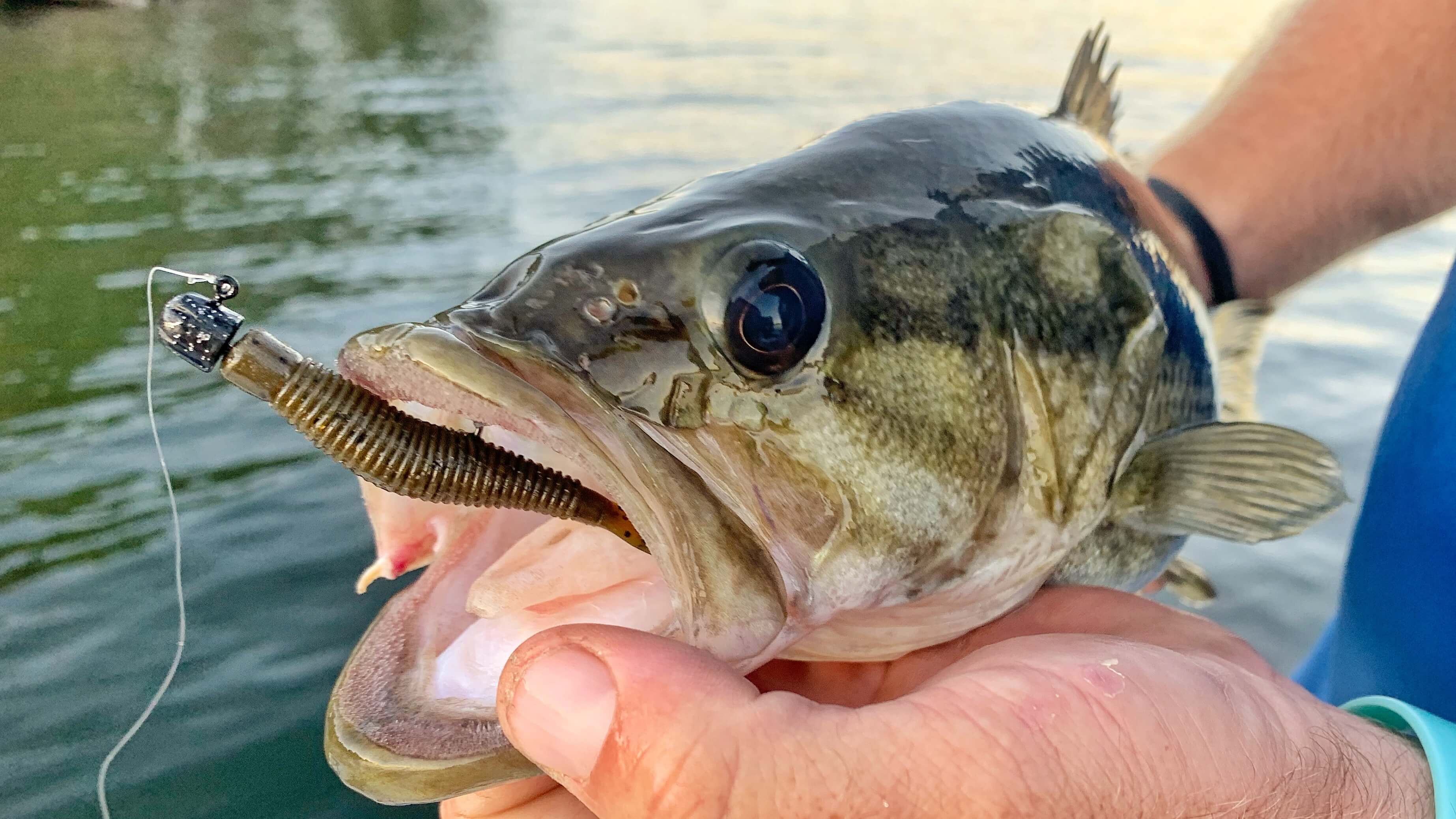 How to Fish for & Catch Bass in Cold Water- MonsterBass.com – MONSTERBASS