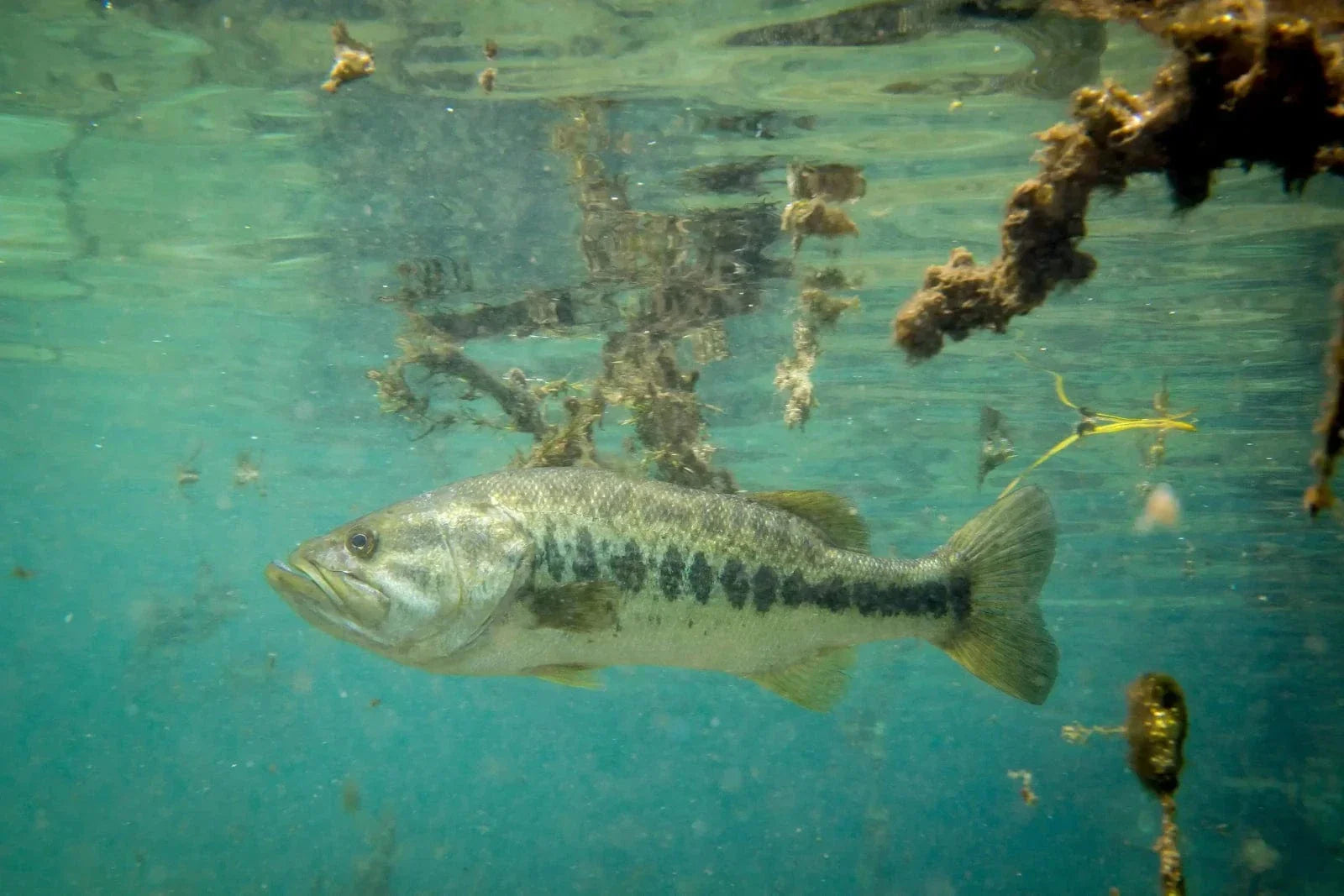 The Super Freak | The Evolution of the Hybrid Crankbait – MONSTERBASS
