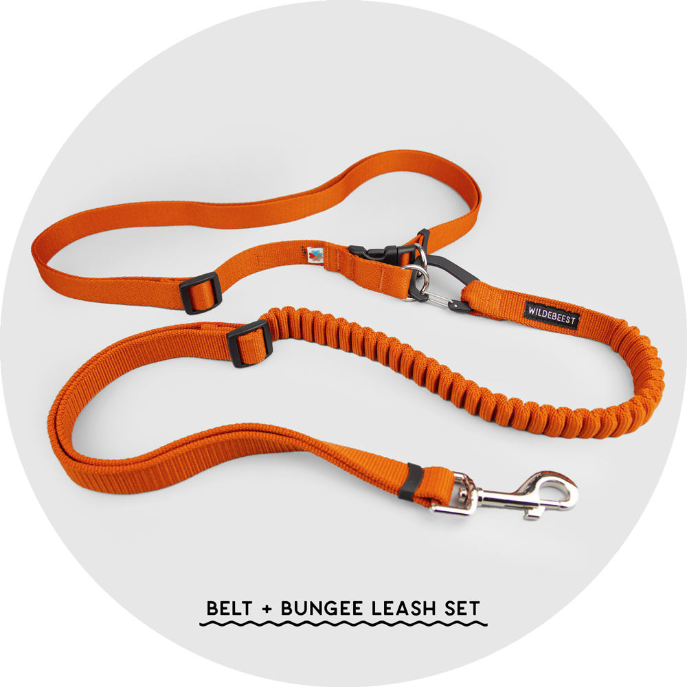 Ashbury Hands-Free Dog Leash