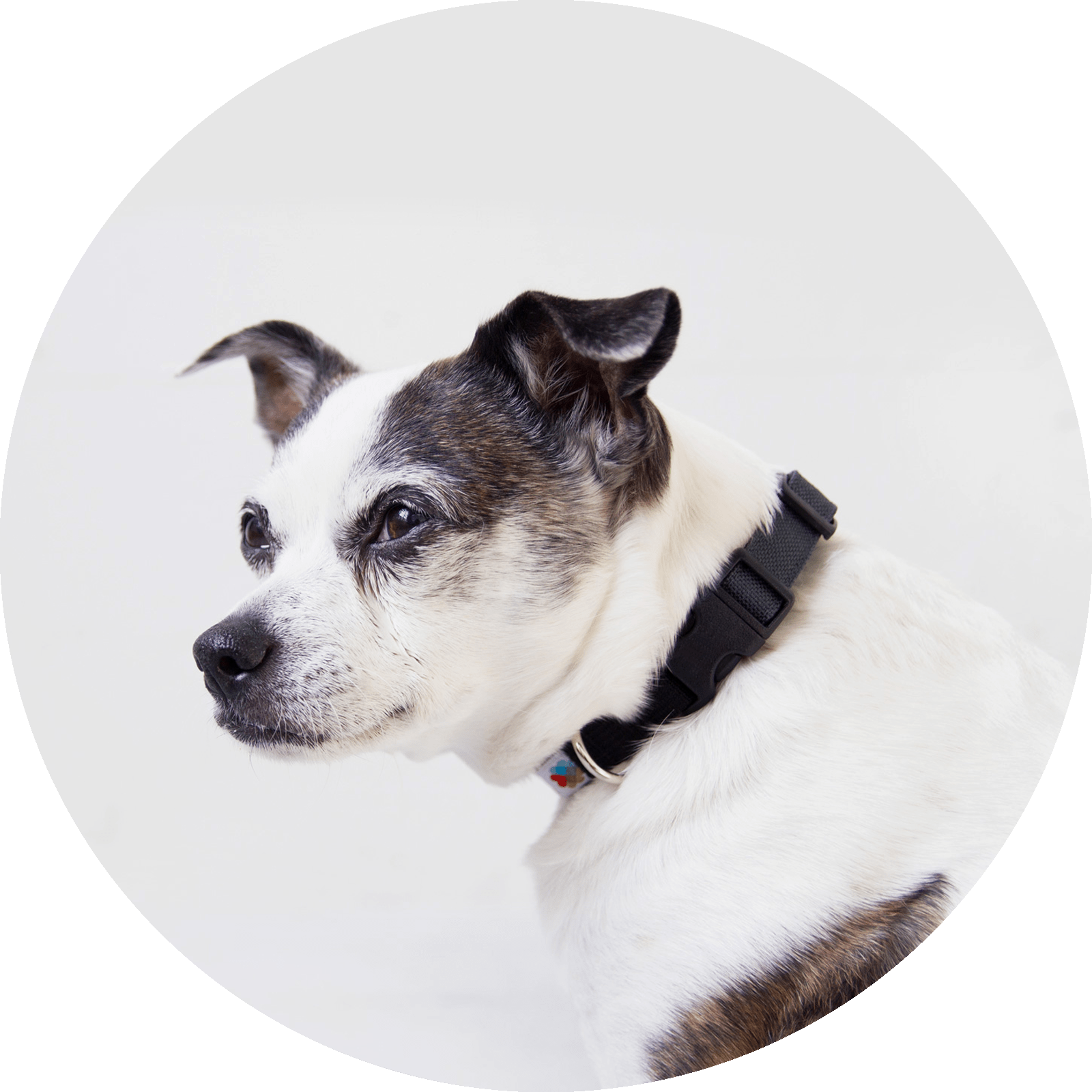 Funston Classic Dog Collar