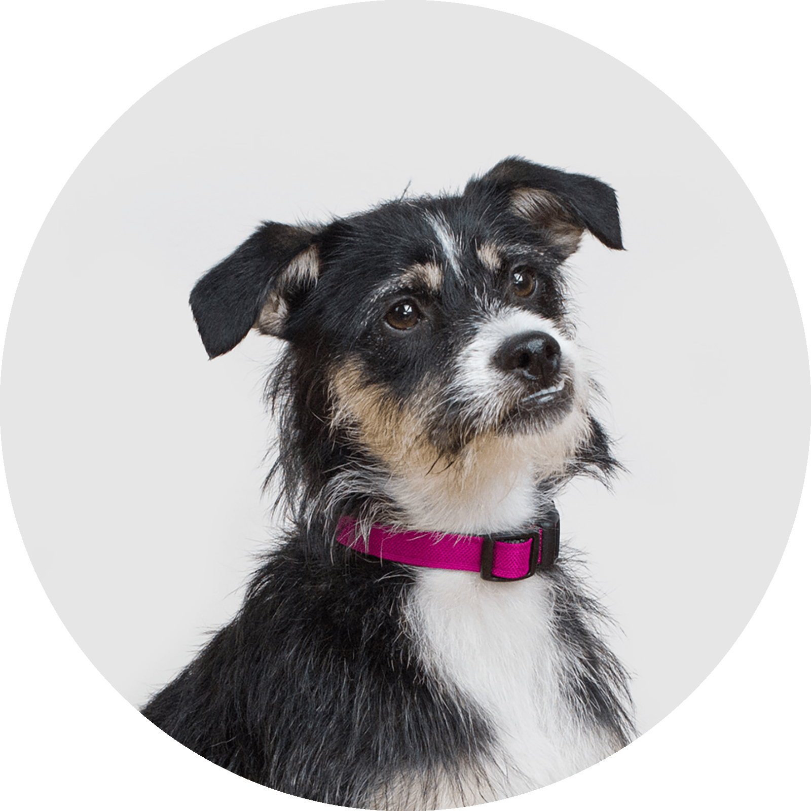 Funston Classic Dog Collar