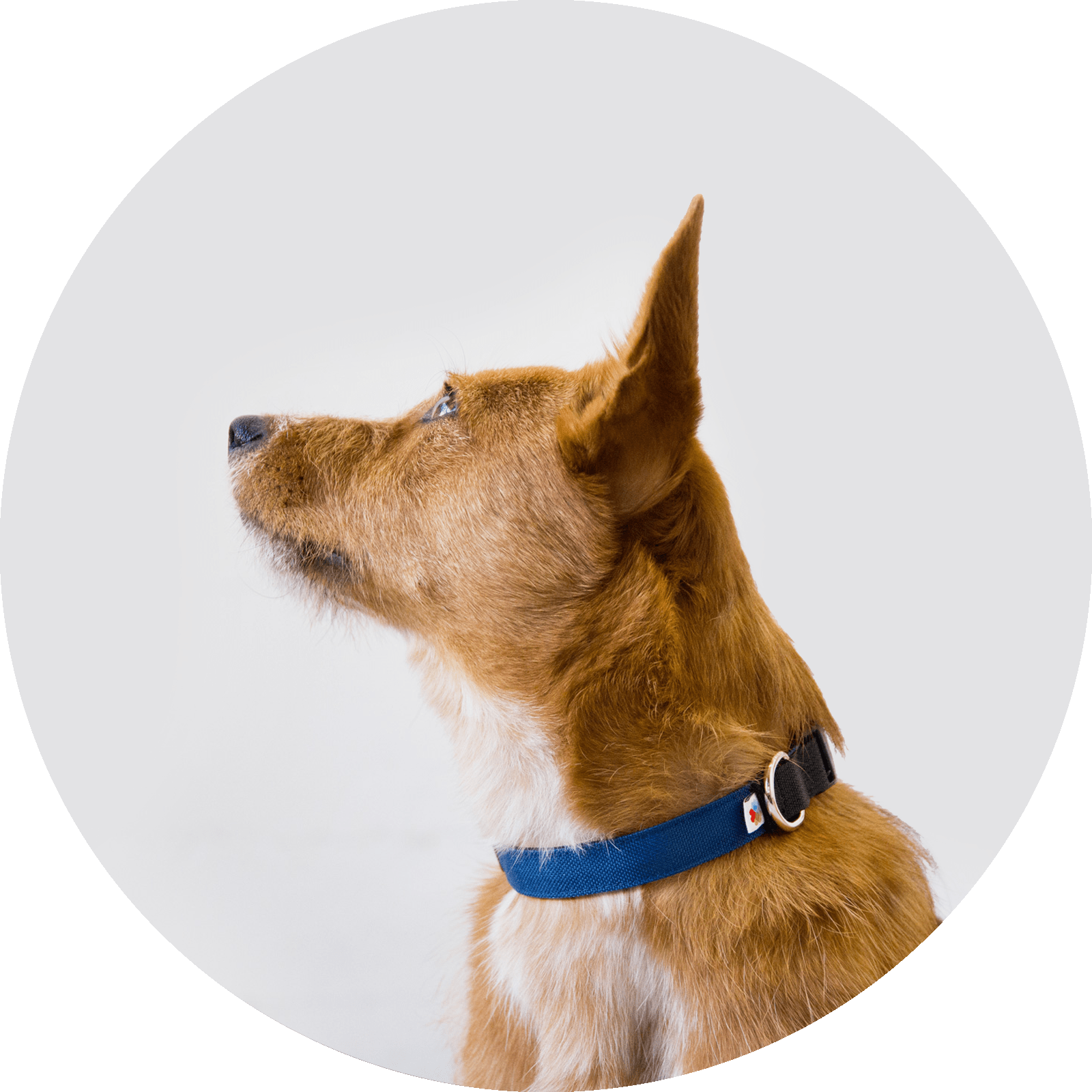 Funston Classic Dog Collar