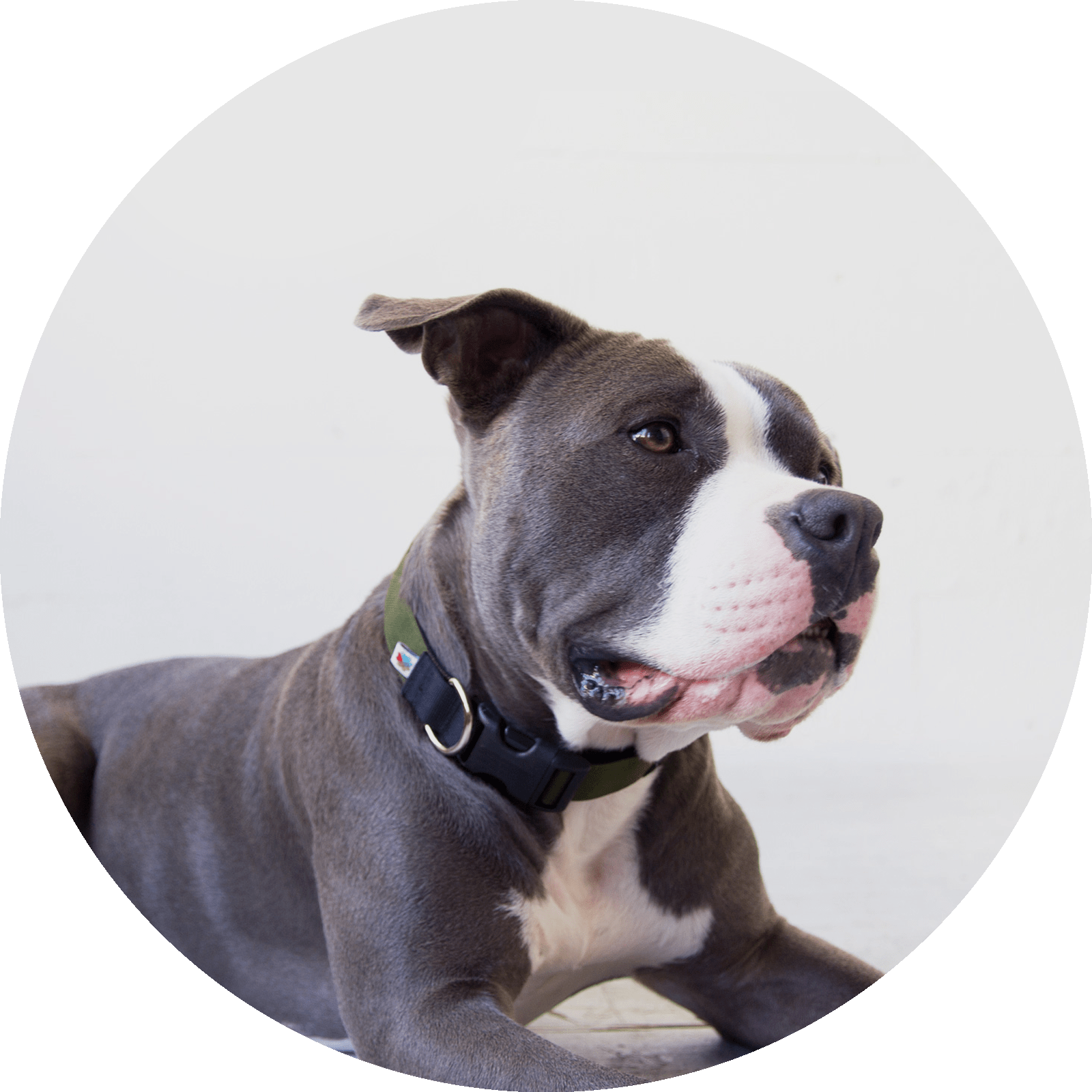 Funston Classic Dog Collar