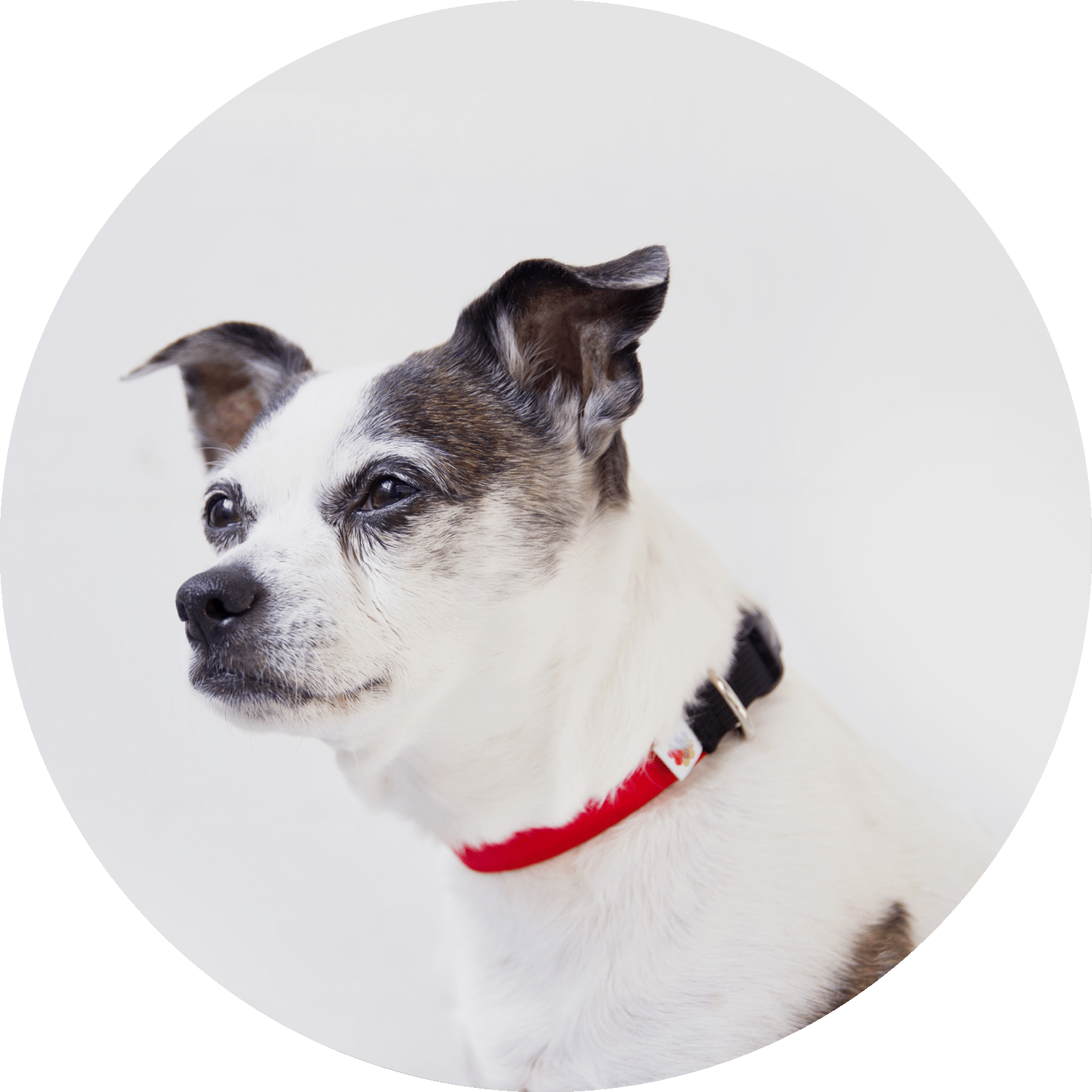 Funston Classic Dog Collar