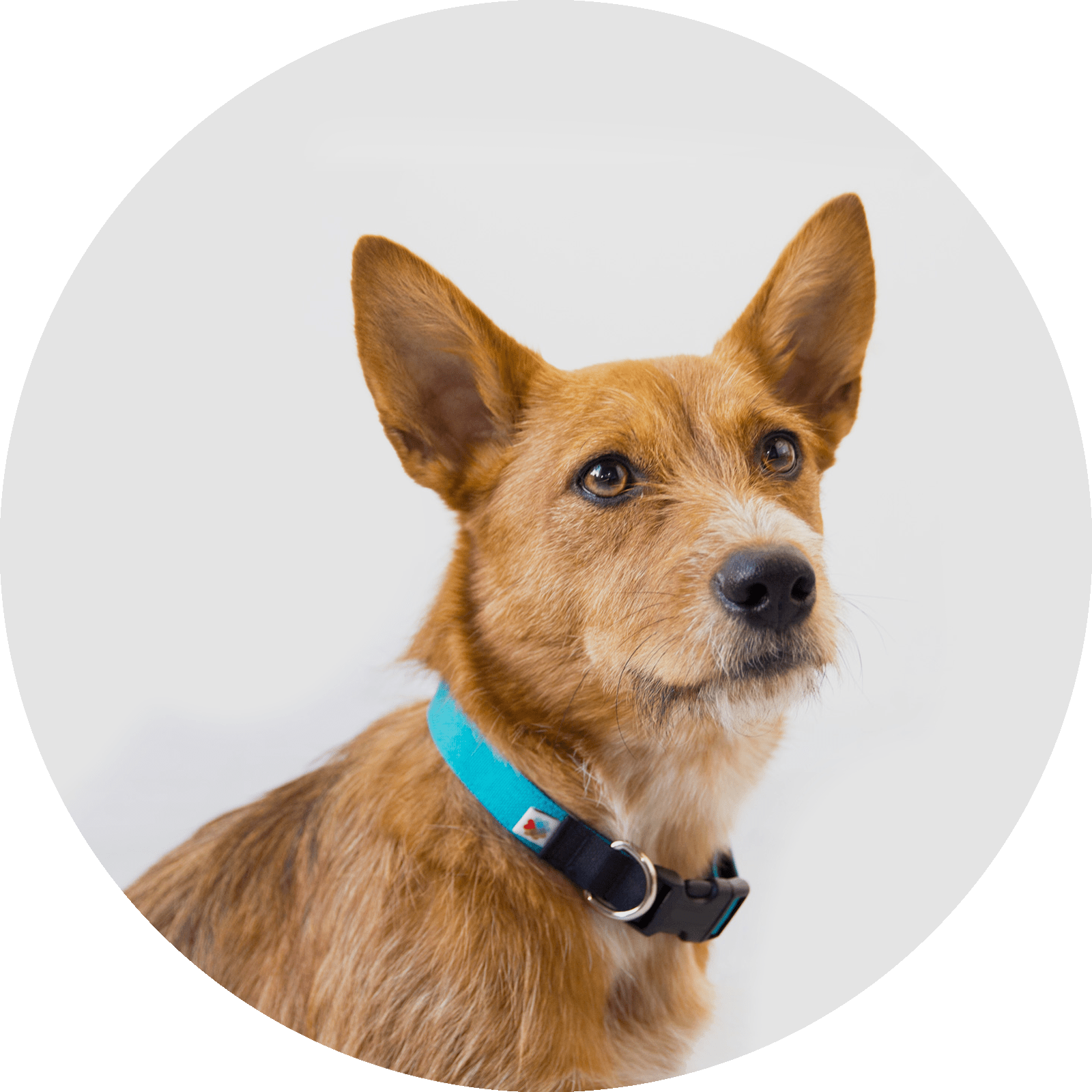 Funston Classic Dog Collar