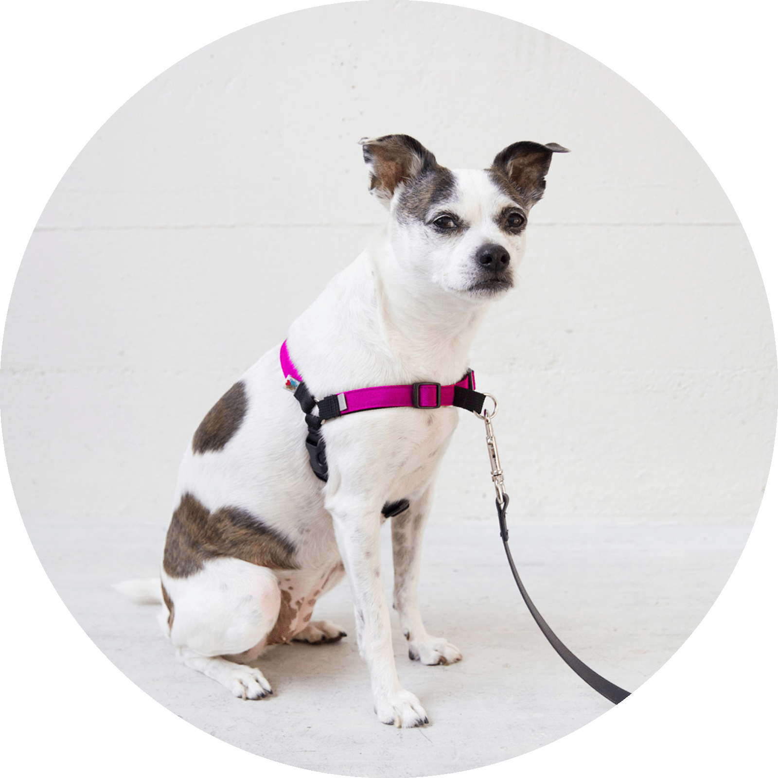 Linden No-Pull Dog Harness