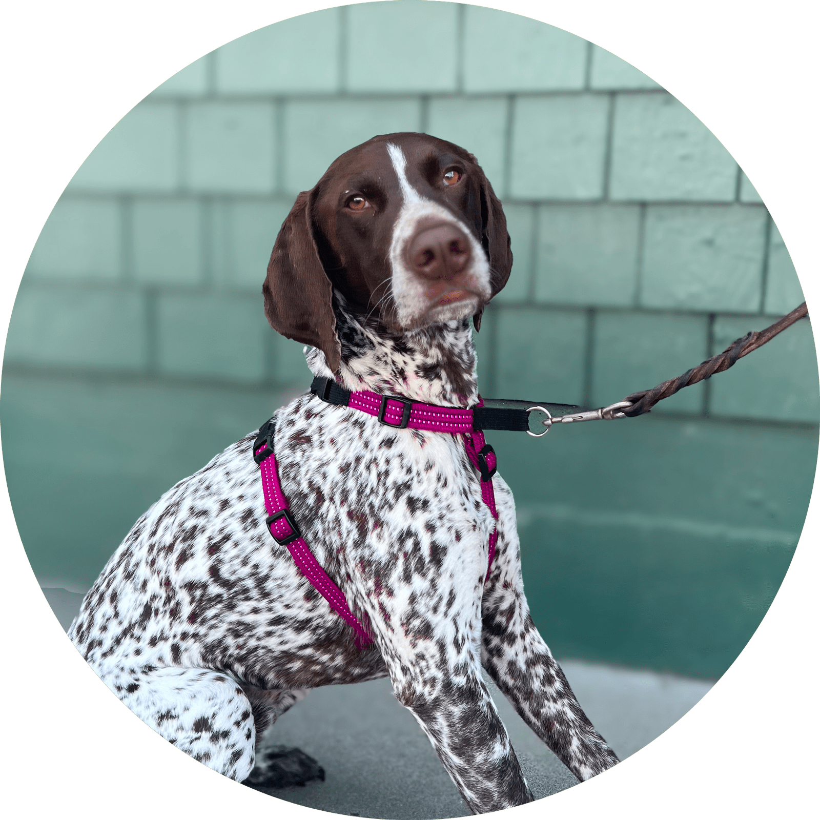 Valencia No-Pull Dog Harness