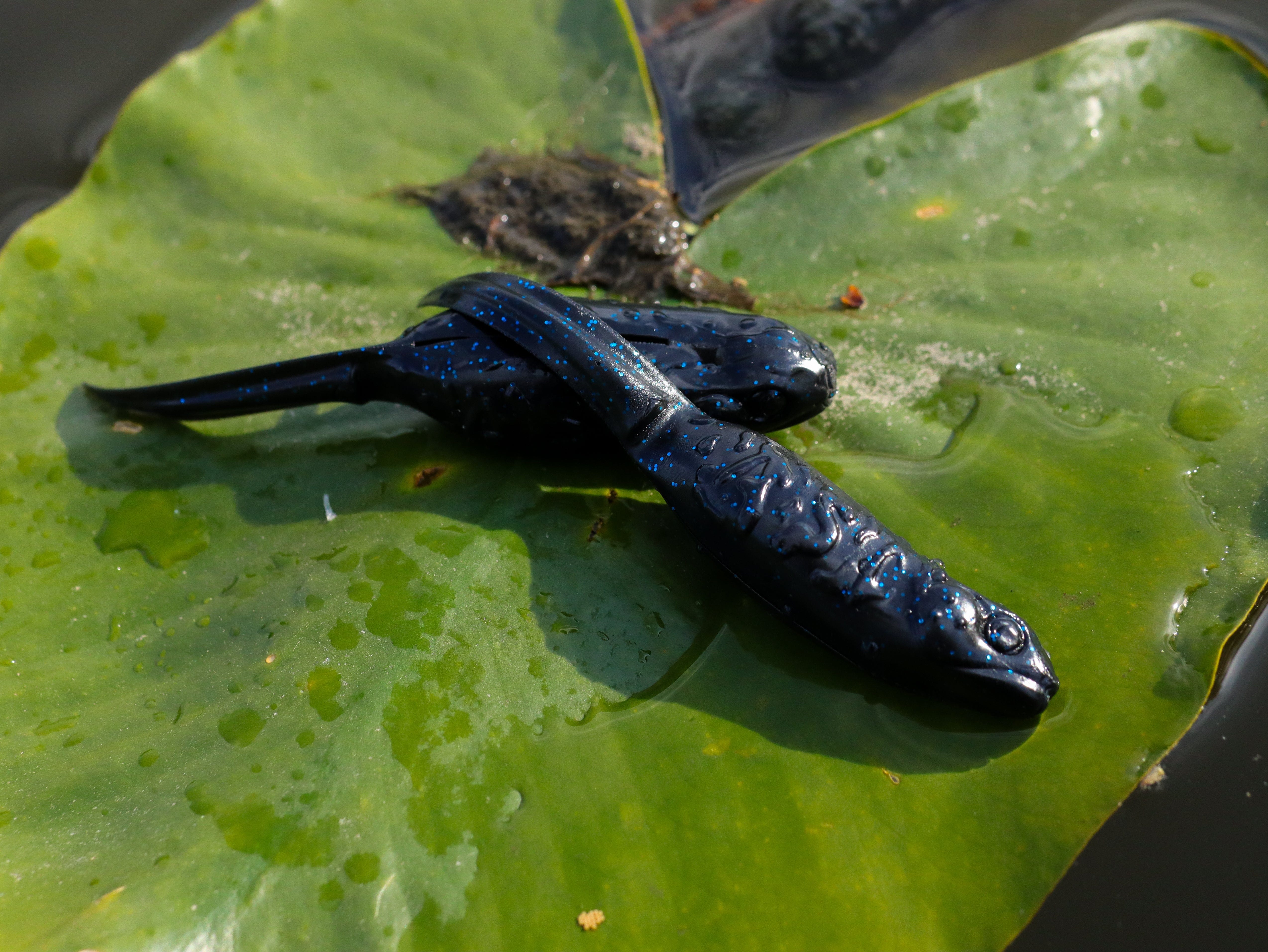 American Snakehead Customs LLC Frogs Black N Blue Froglet