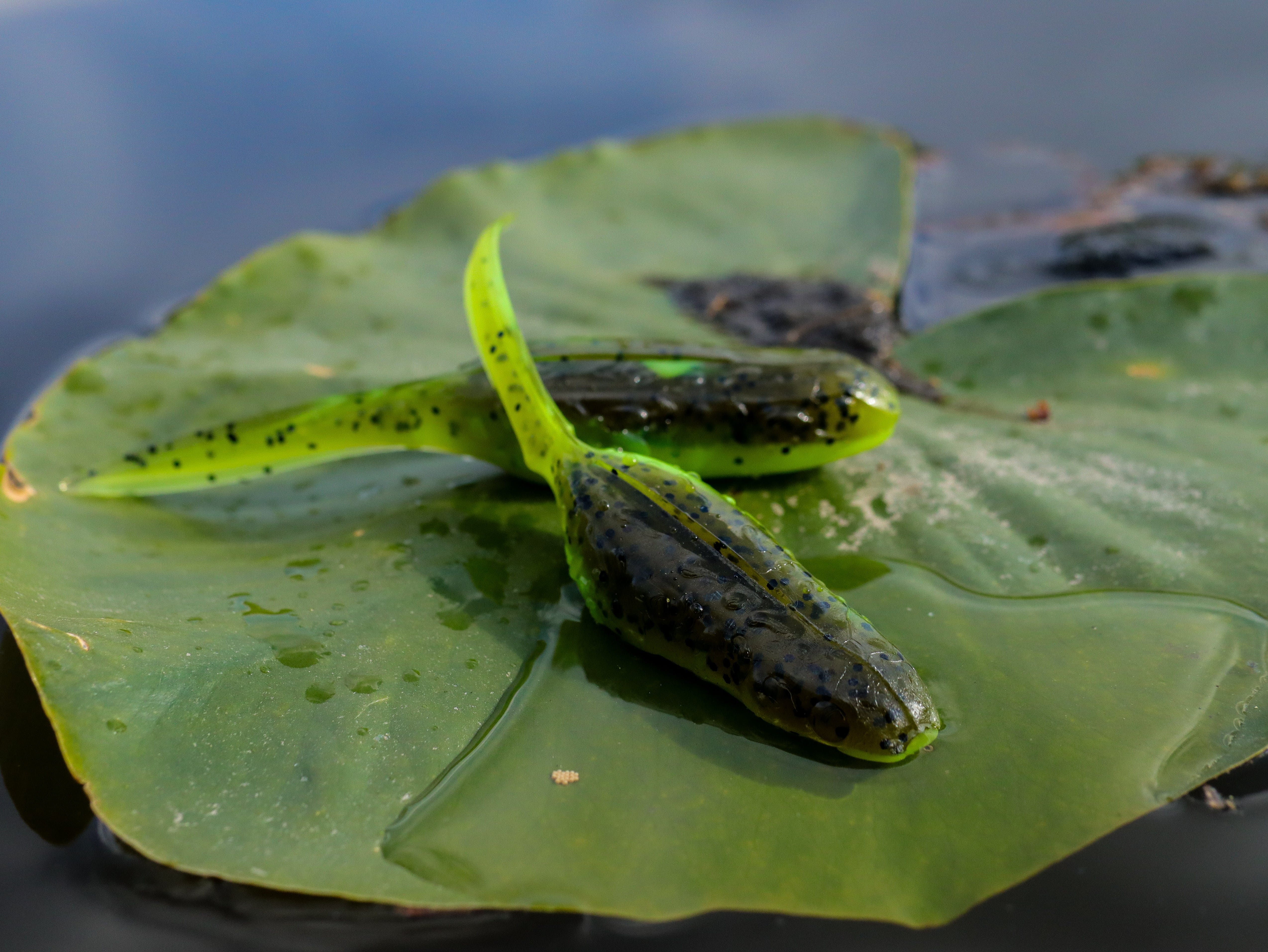American Snakehead Customs LLC Frogs Bullfroglet Froglet
