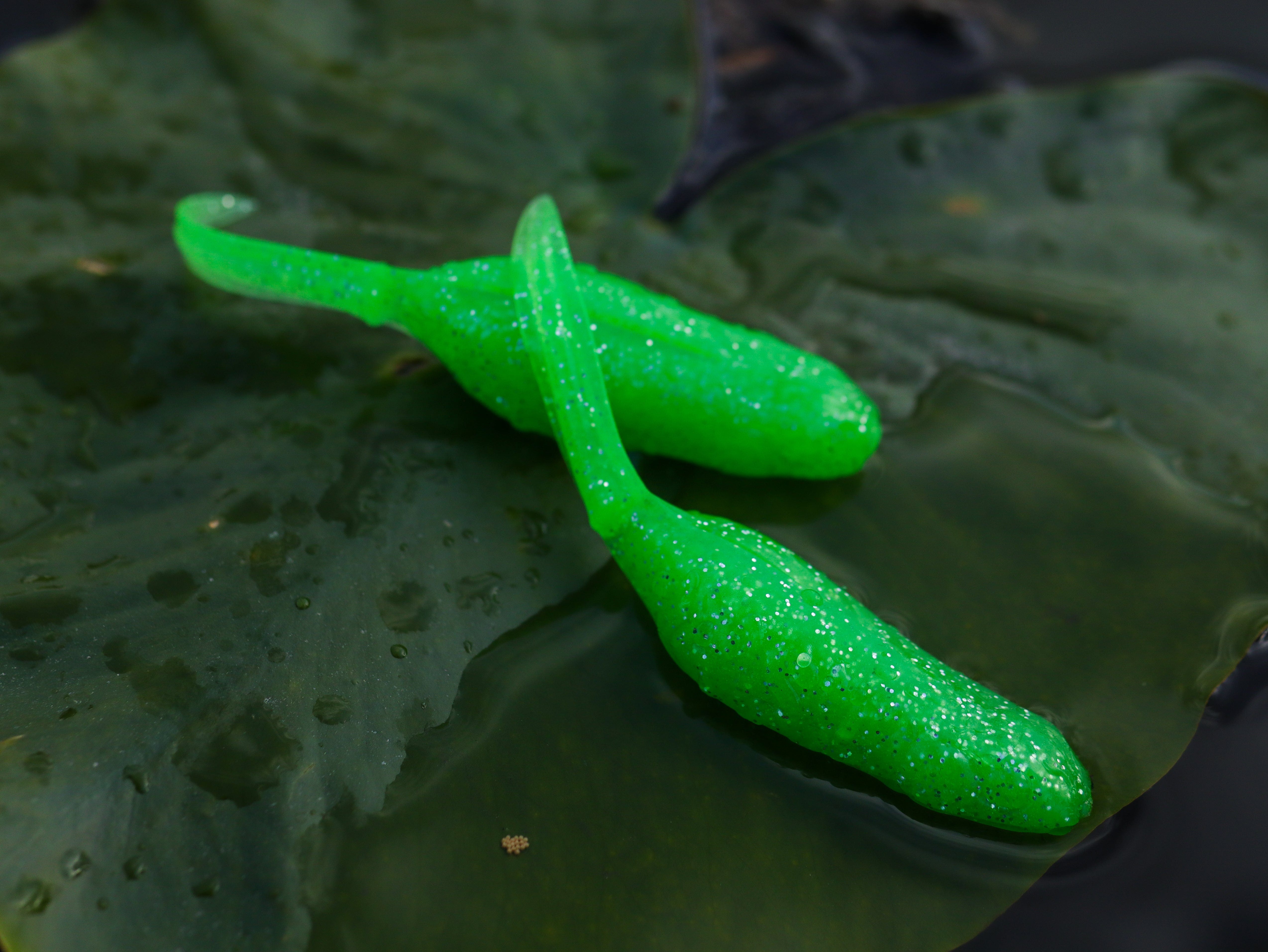 American Snakehead Customs LLC Frogs Froglet