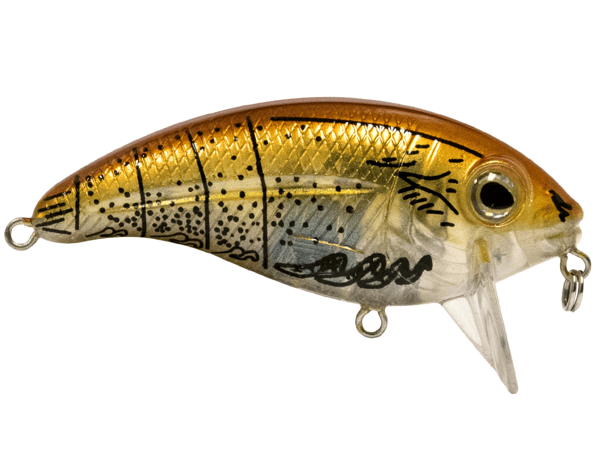 Bull Nose SW Pinfish
