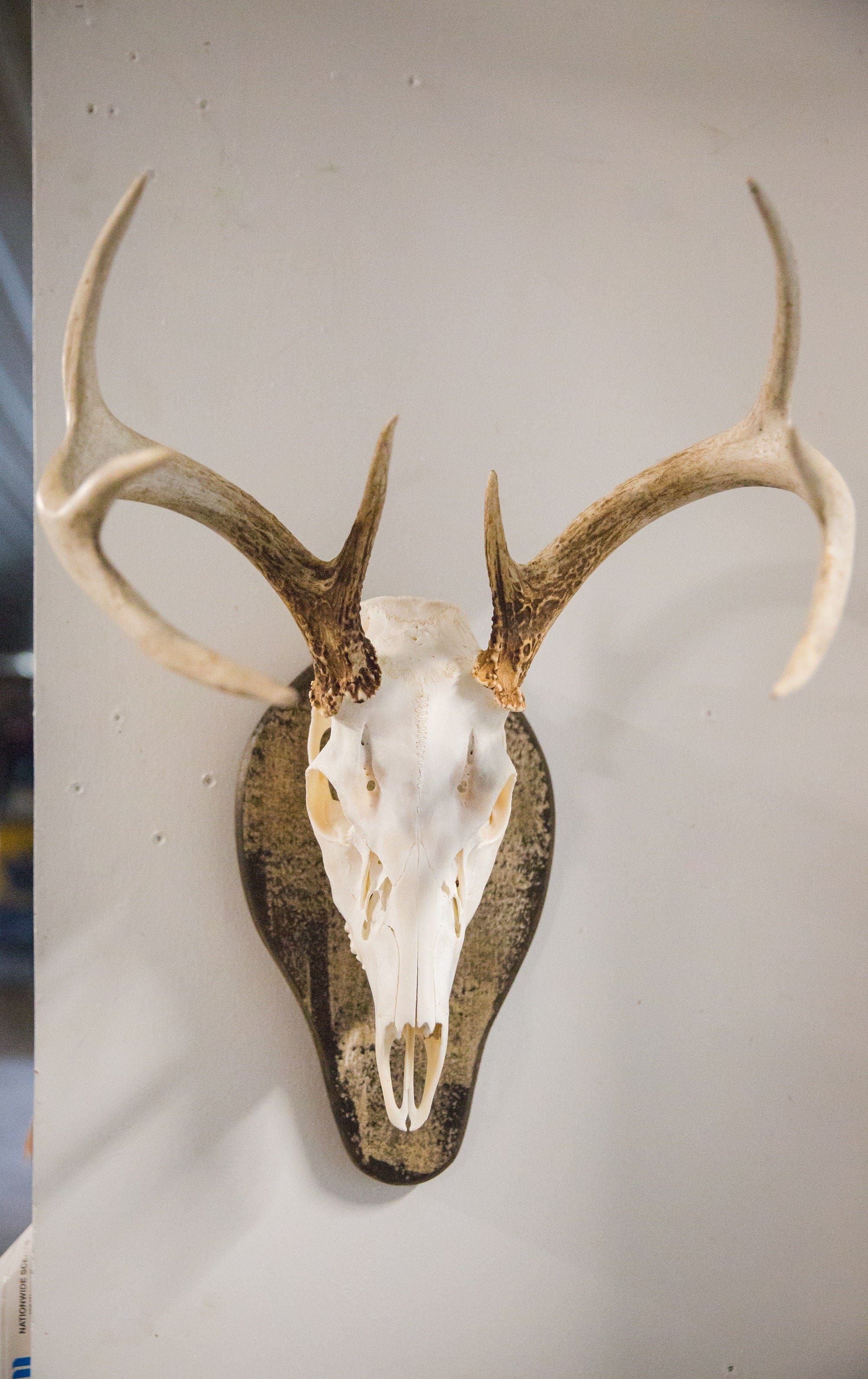 Outdoor Hunting Lab Antler Plaque European Mounts