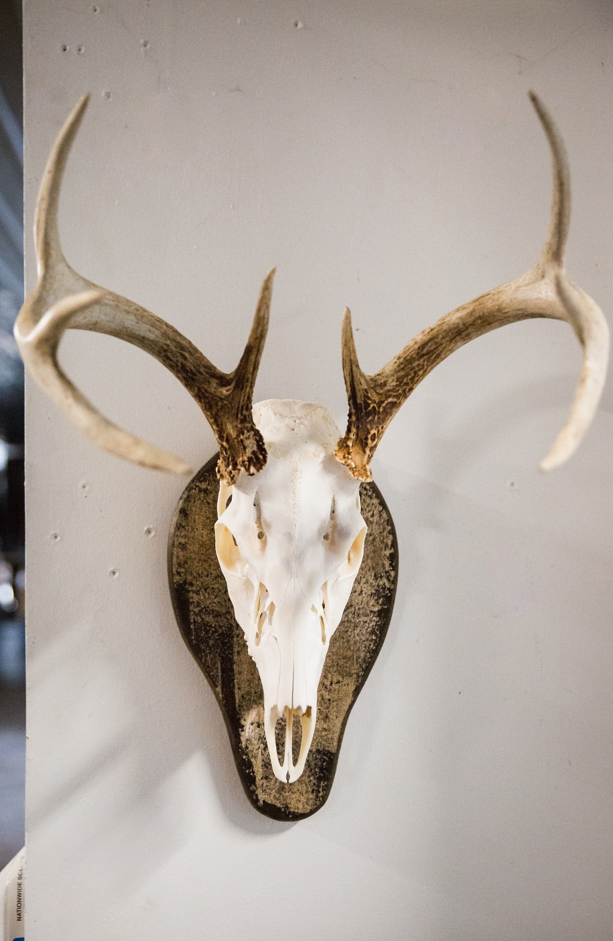 Outdoor Hunting Lab Antler Plaque European Mounts