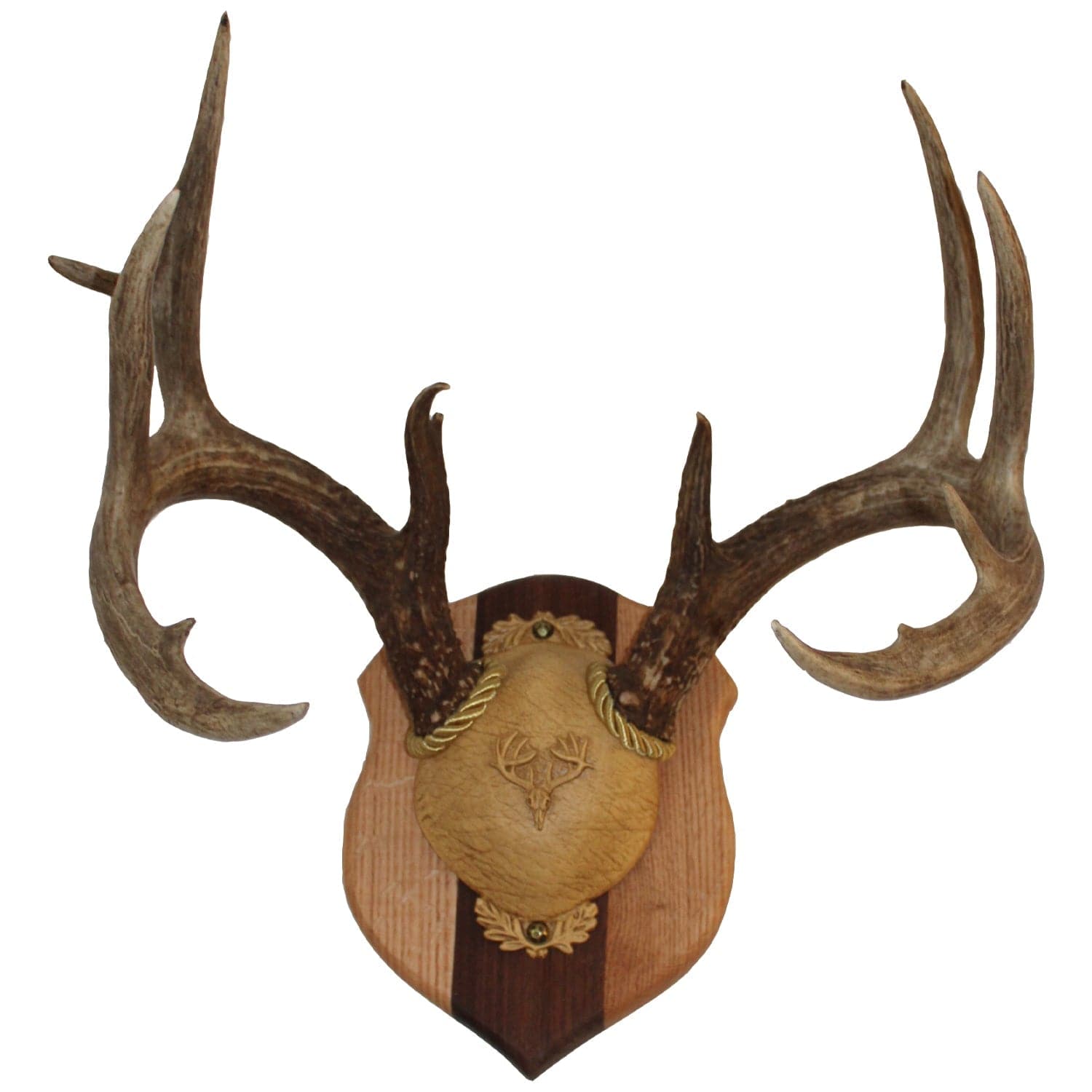 Outdoor Hunting Lab Antler Plaque Laminated Antler Plaques