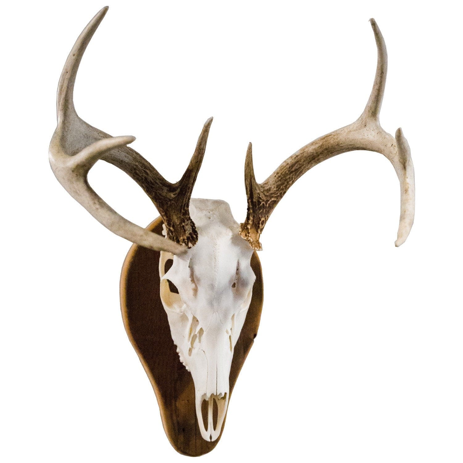 Outdoor Hunting Lab Antler Plaque Old Barnwood European Mounts