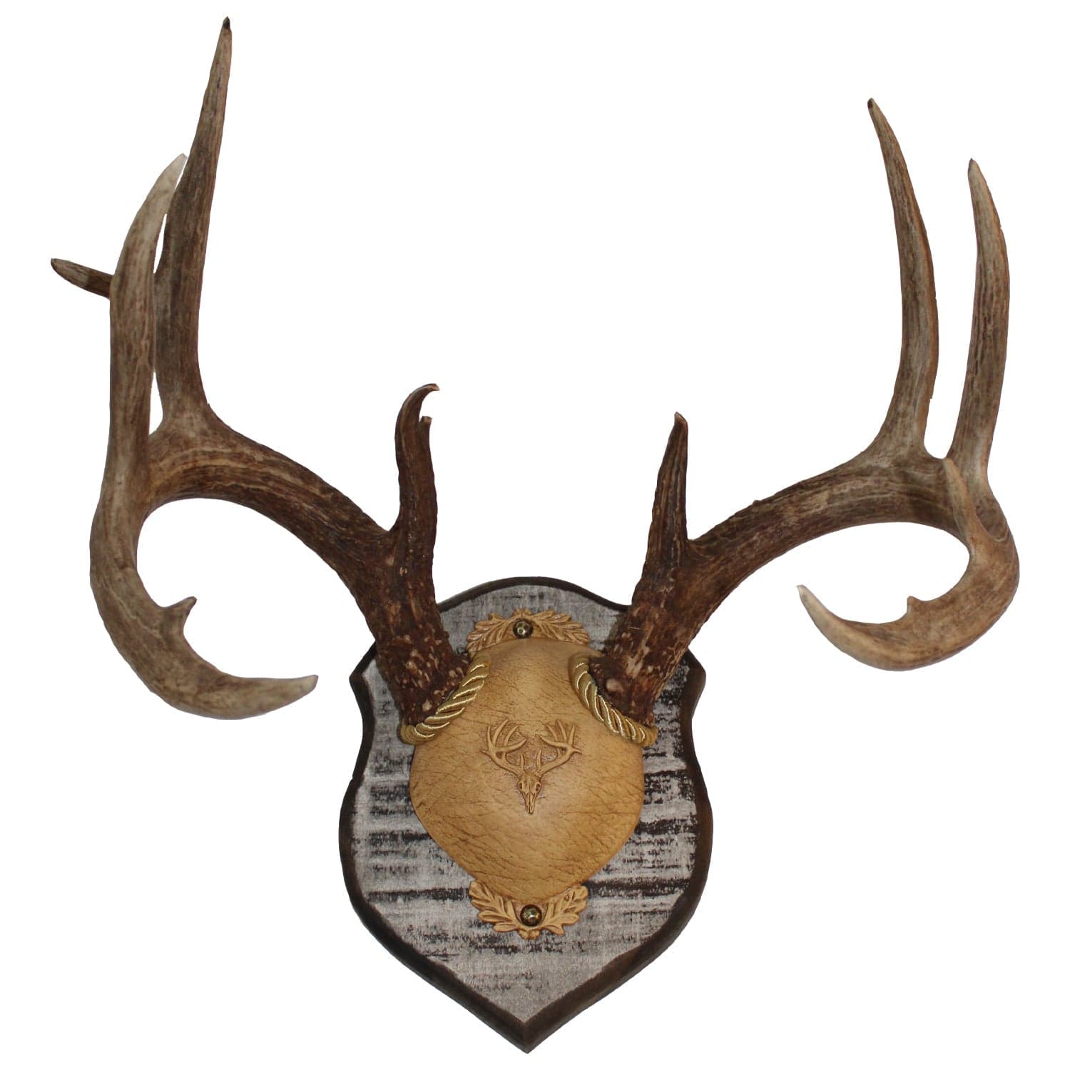 Outdoor Hunting Lab Antler Plaque Poplar Antler Plaques