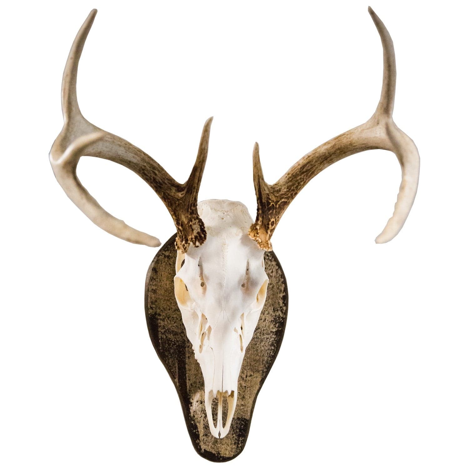 Outdoor Hunting Lab Antler Plaque Poplar European Mounts