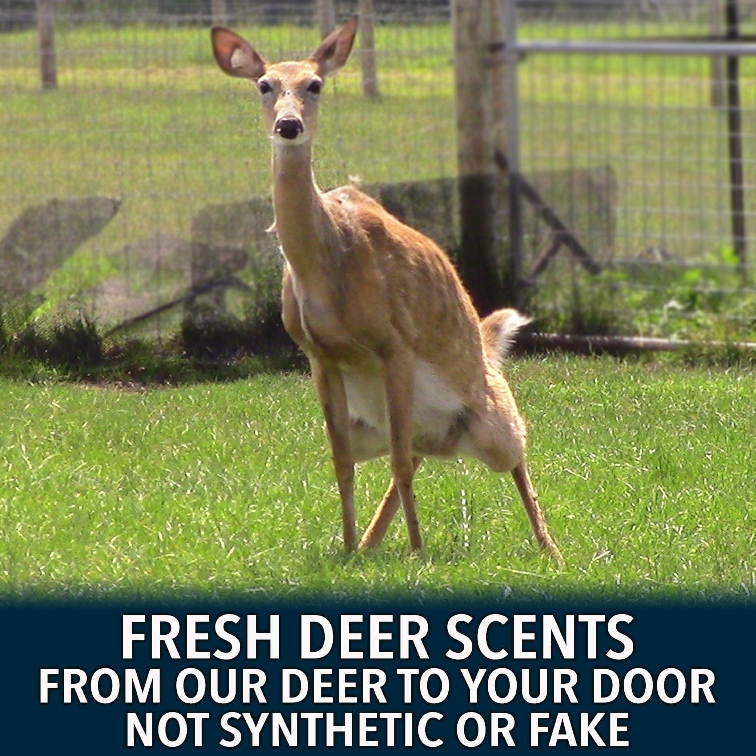 Outdoor Hunting Lab Bundle Early Season Pro Packs