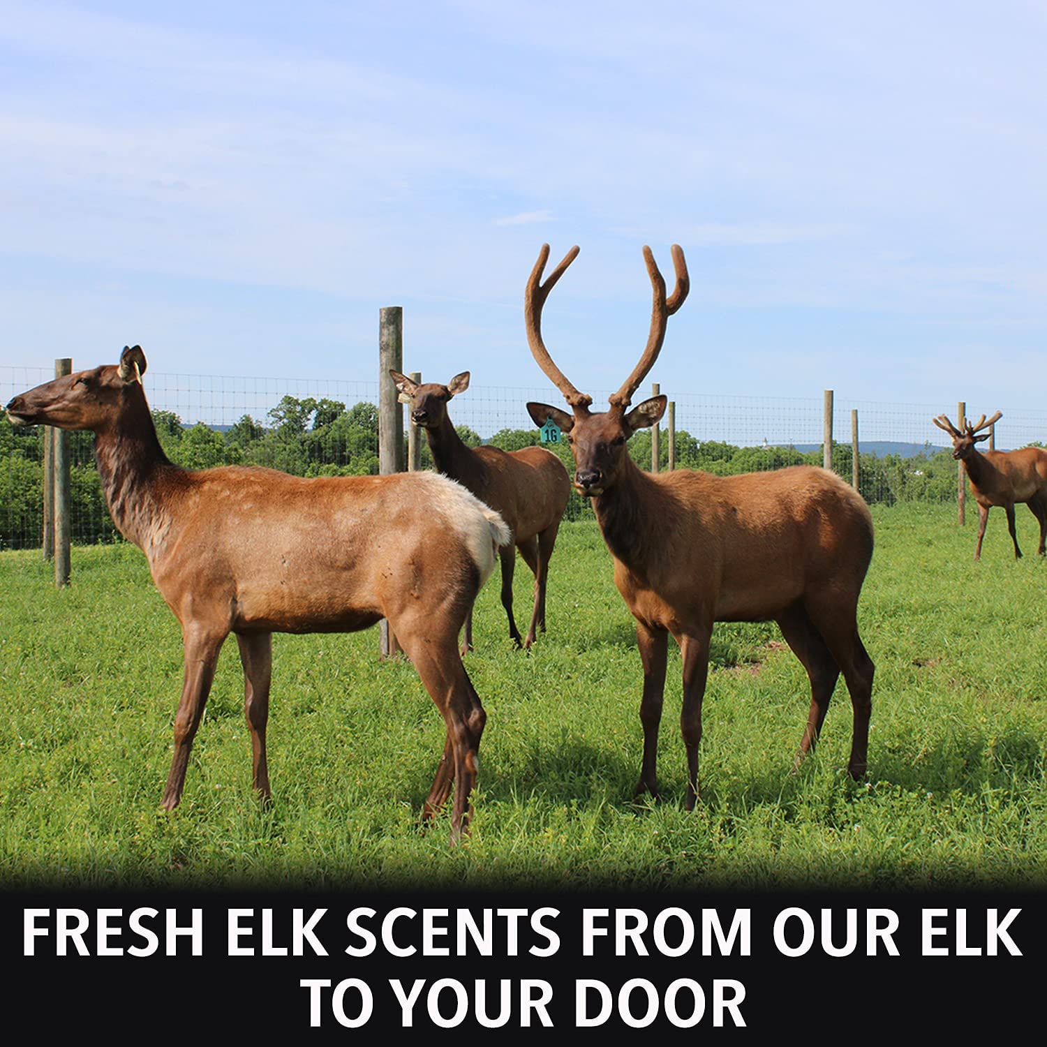 Outdoor Hunting Lab Elk Urine Elk Urine