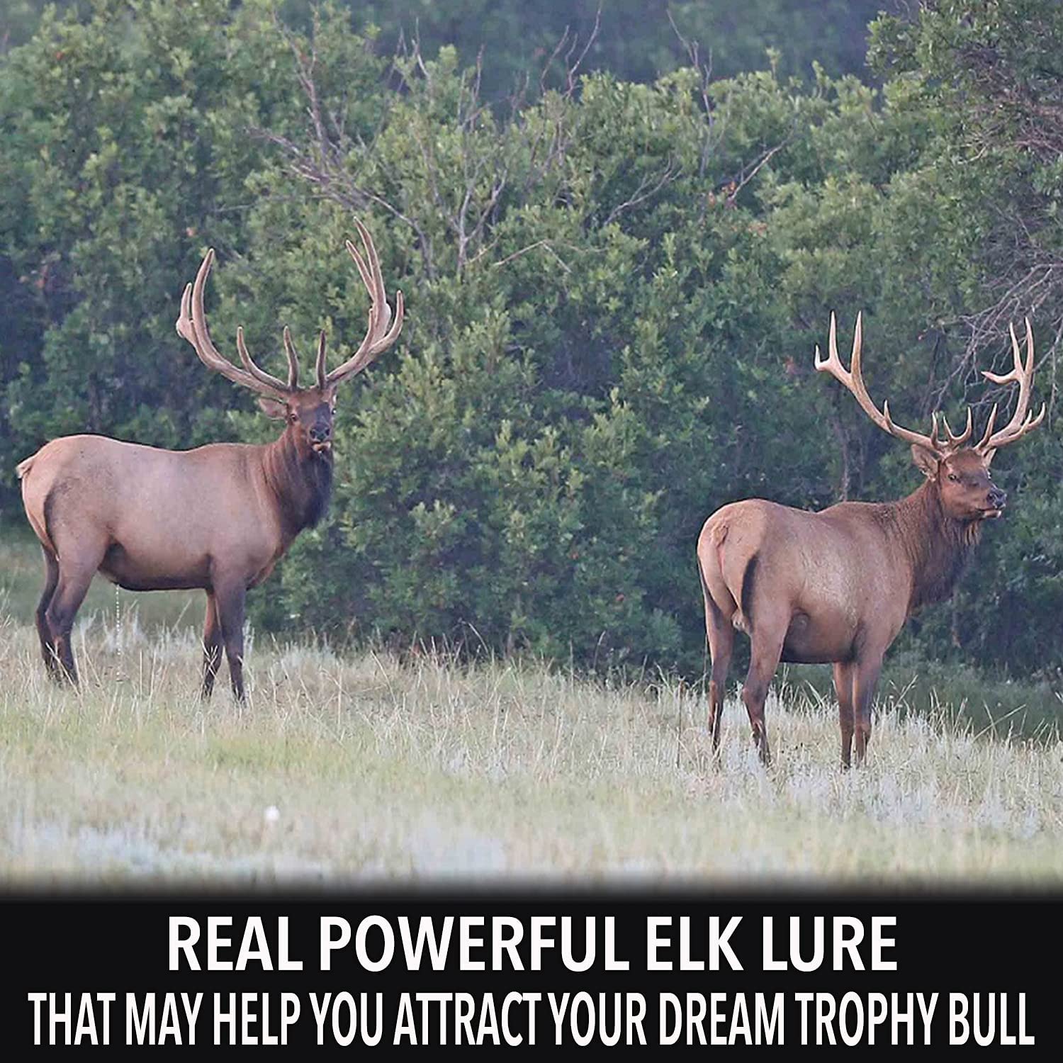 Outdoor Hunting Lab Elk Urine Elk Urine