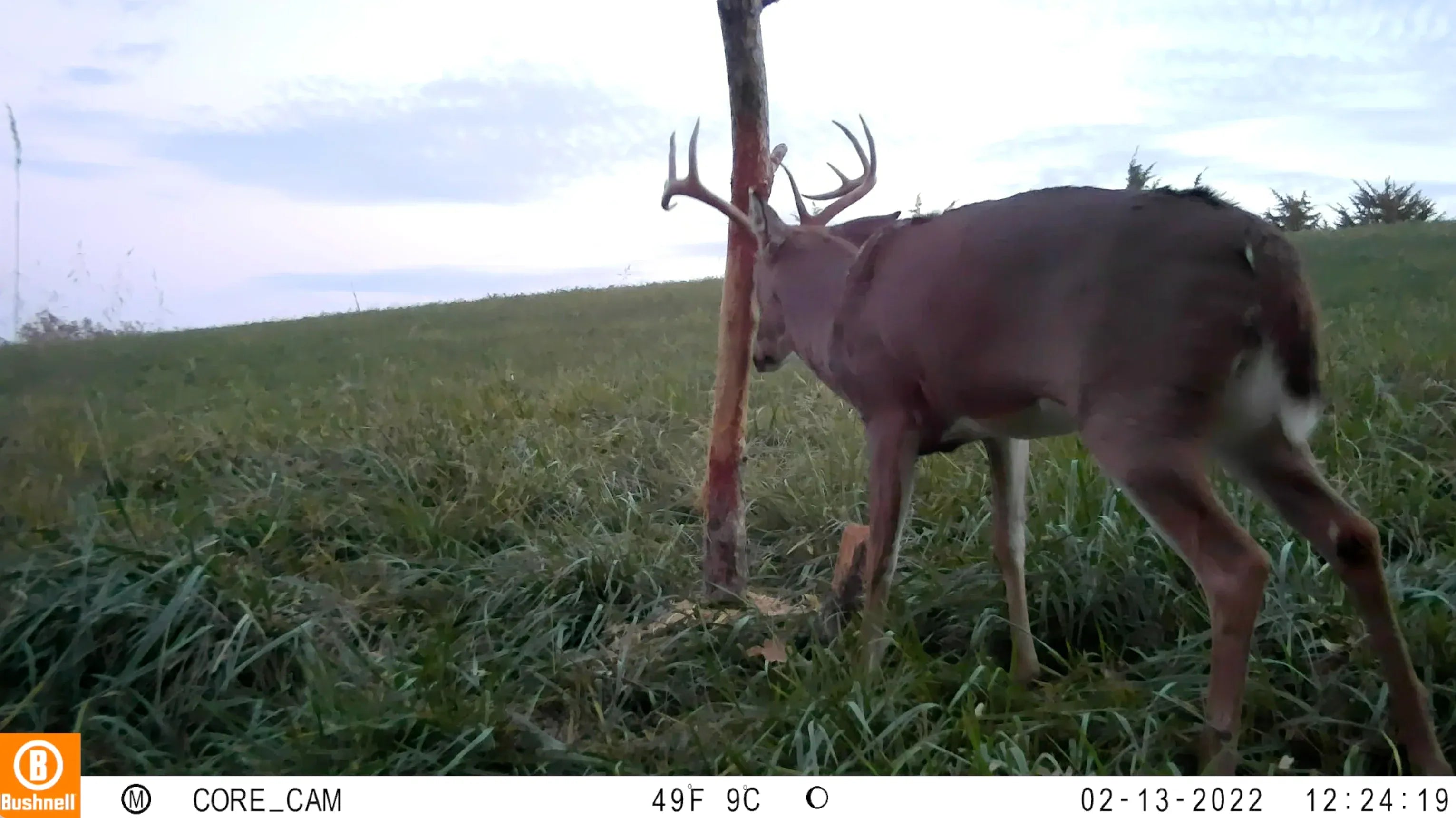 Raised Hunting Hunting Accessories Buck Junkie | Buck Preorbital/Forehead/Salivary Glands