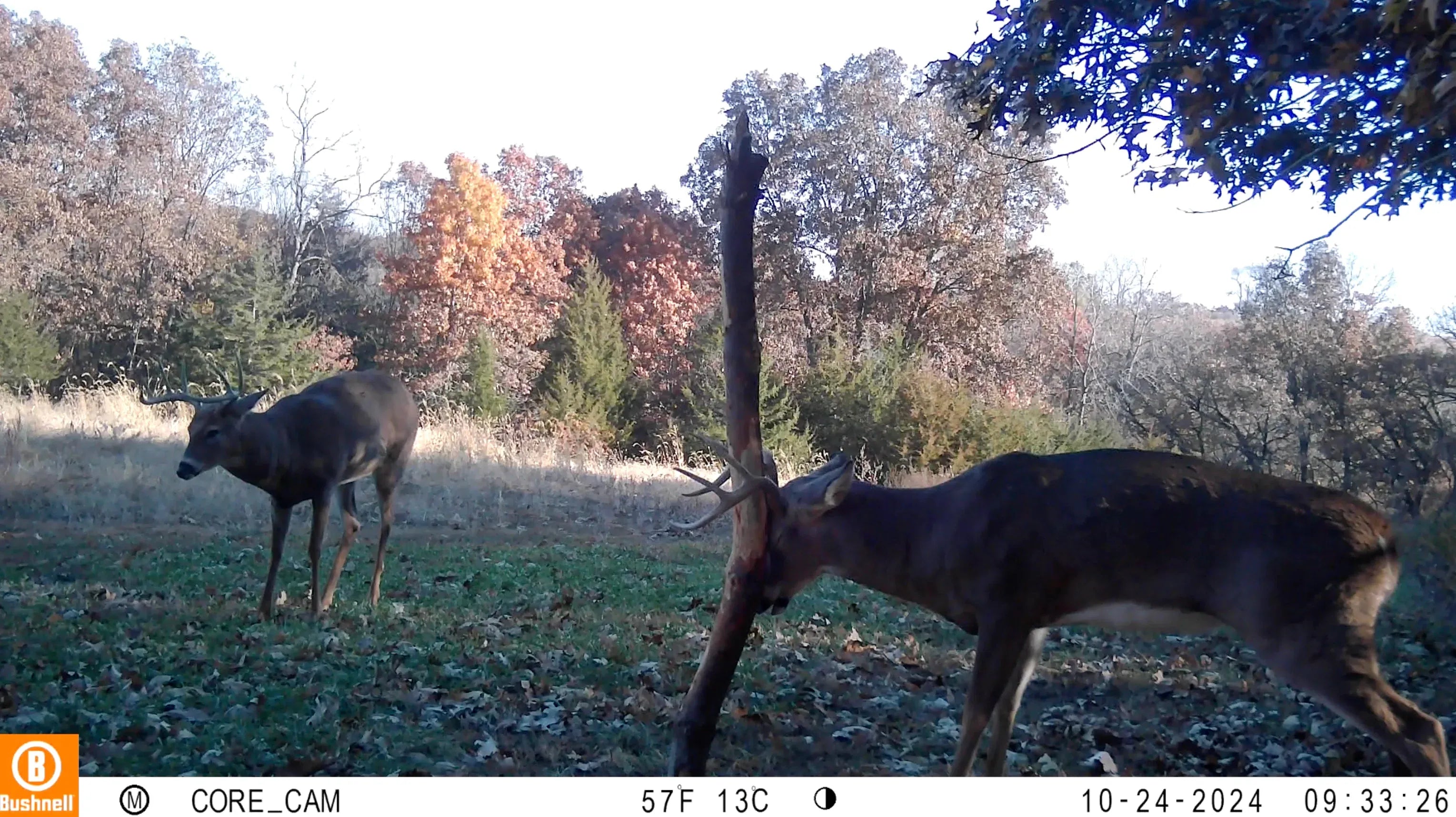 Raised Hunting Hunting Accessories Buck Junkie | Buck Preorbital/Forehead/Salivary Glands