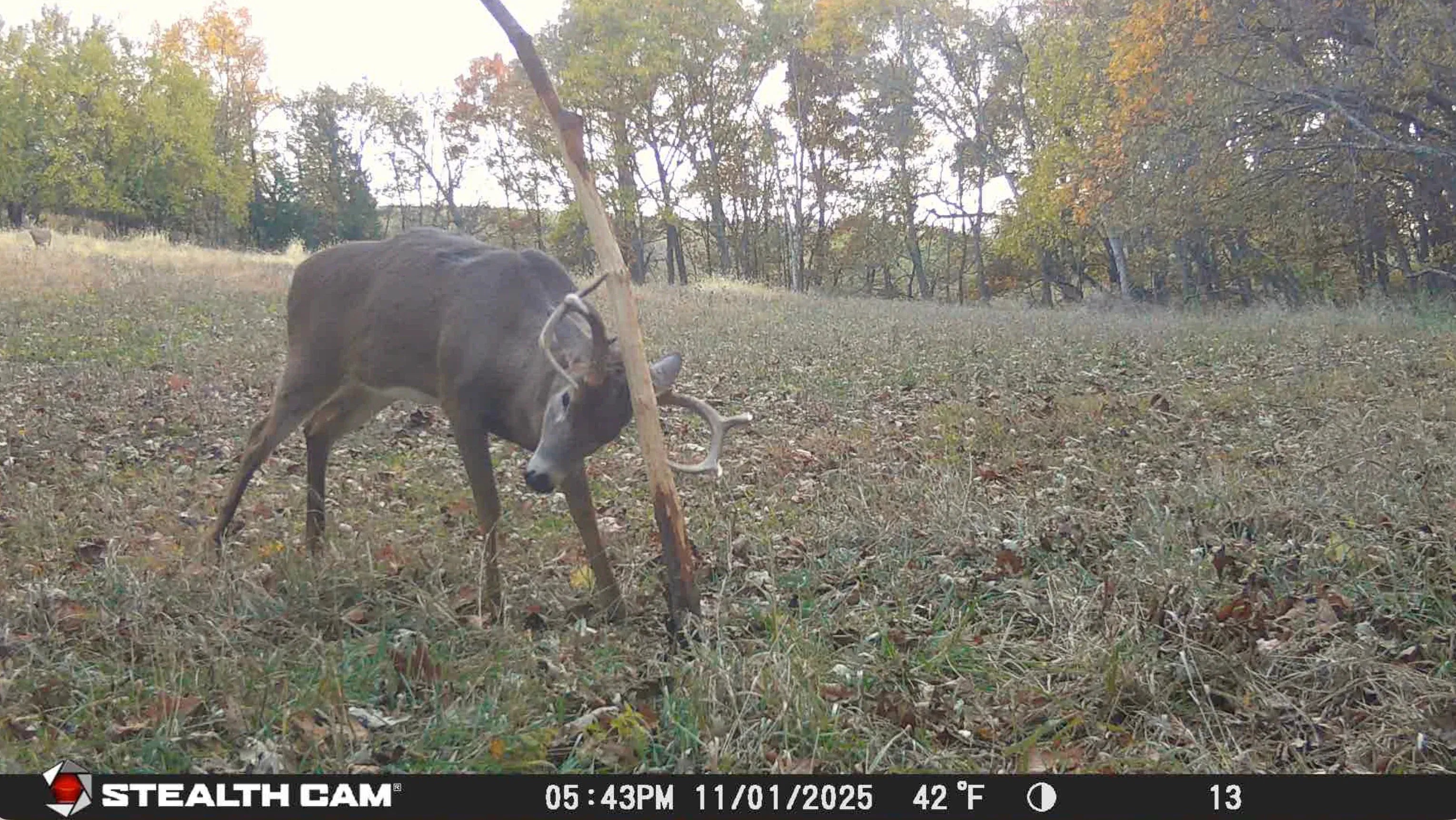 Raised Hunting Hunting Accessories Buck Junkie | Buck Preorbital/Forehead/Salivary Glands