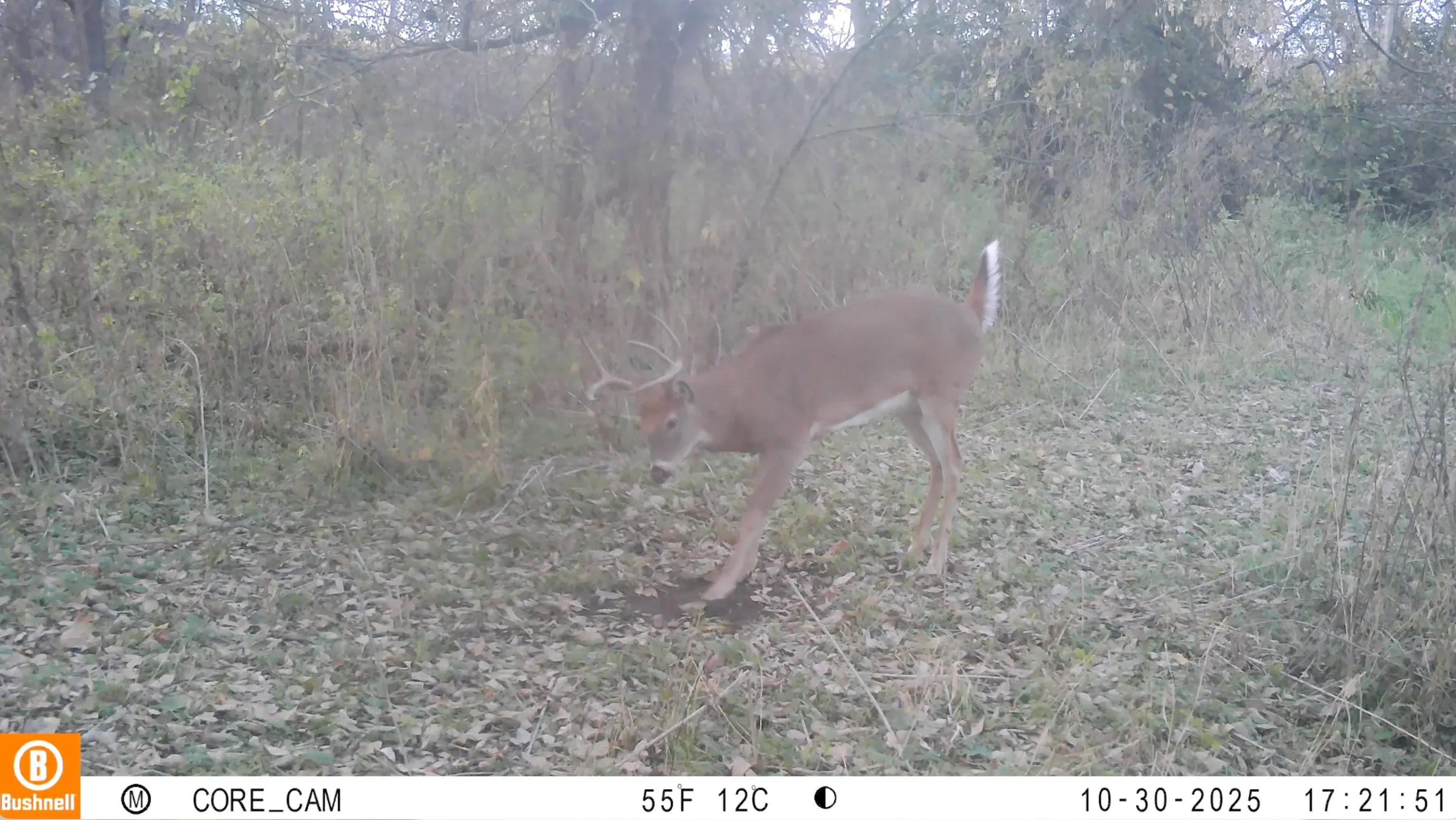 Raised Hunting Hunting Accessories David's Select System | Early Season - Late Season