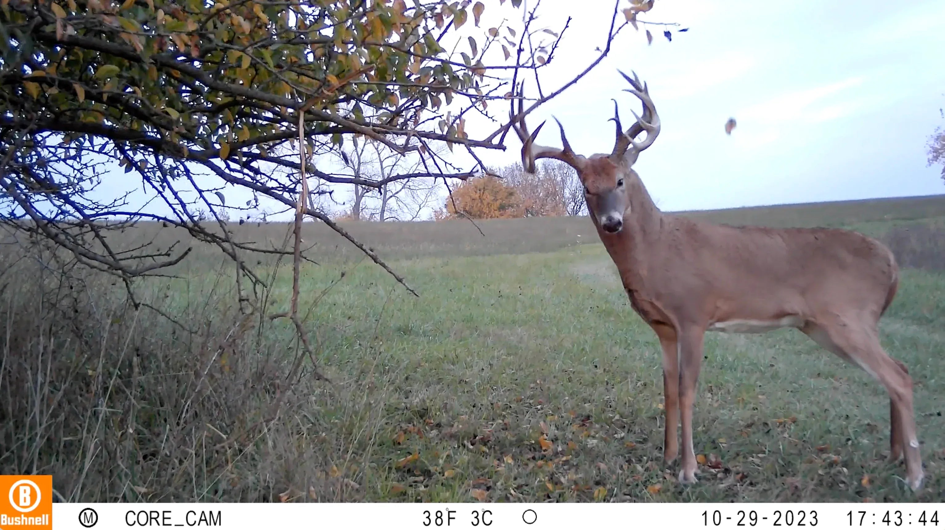Raised Hunting Hunting Accessories David's Select System | Early Season - Late Season