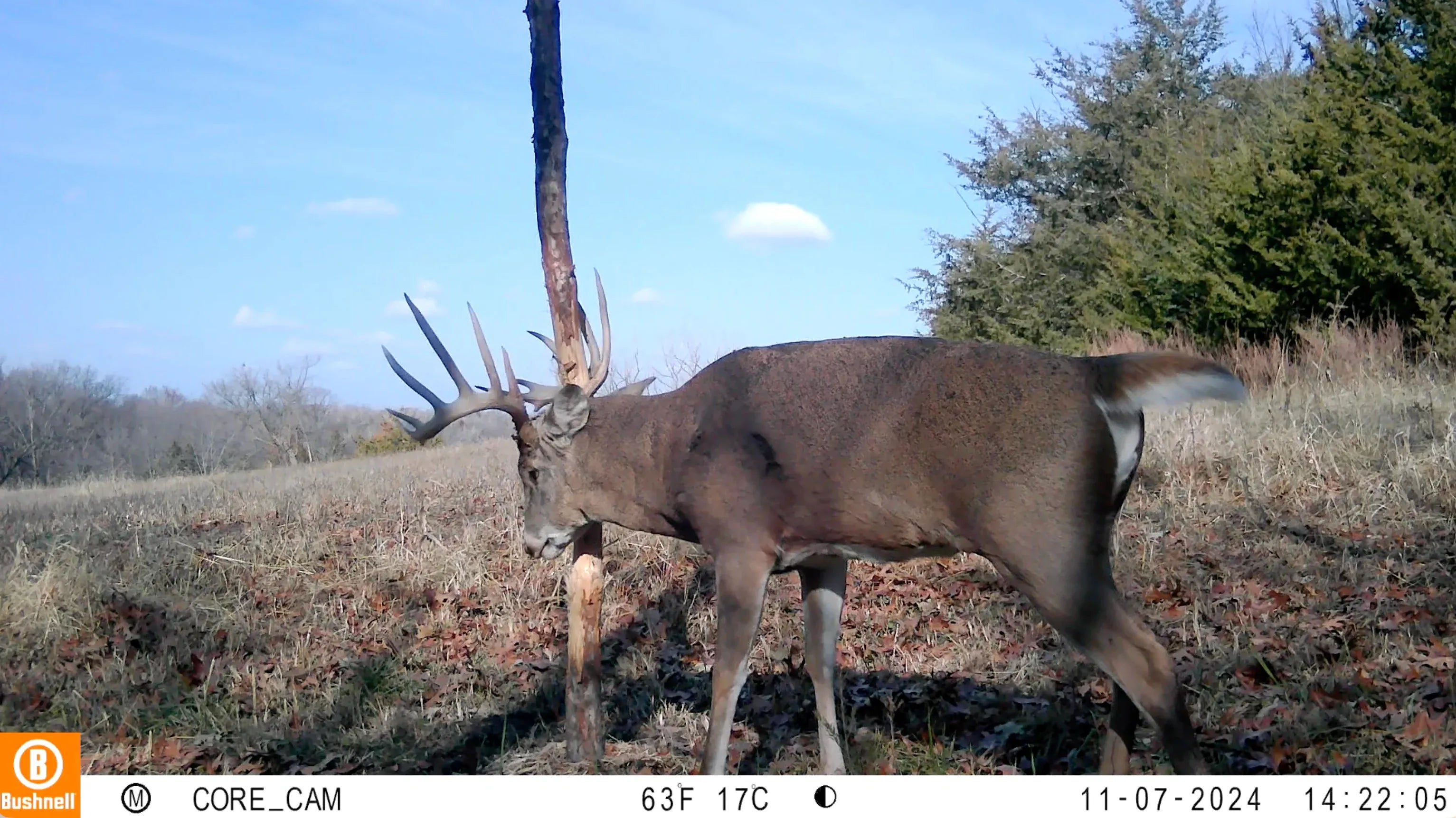 Raised Hunting Hunting Accessories David's Select System | Early Season - Late Season