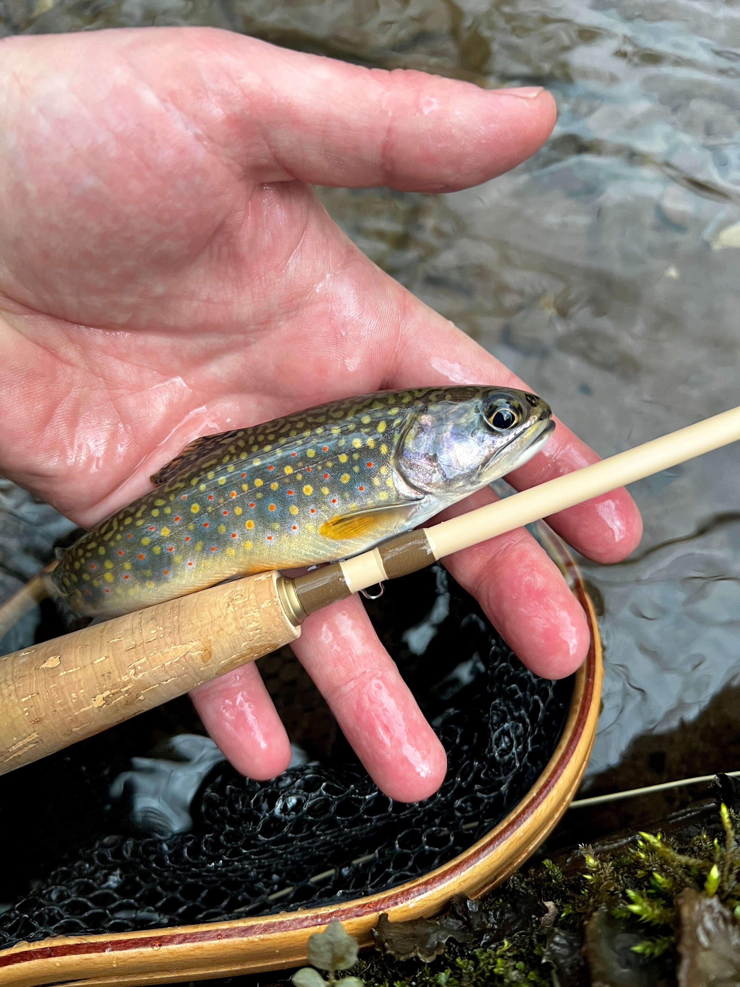 Risen Fly WLR Rod and Reel Combo