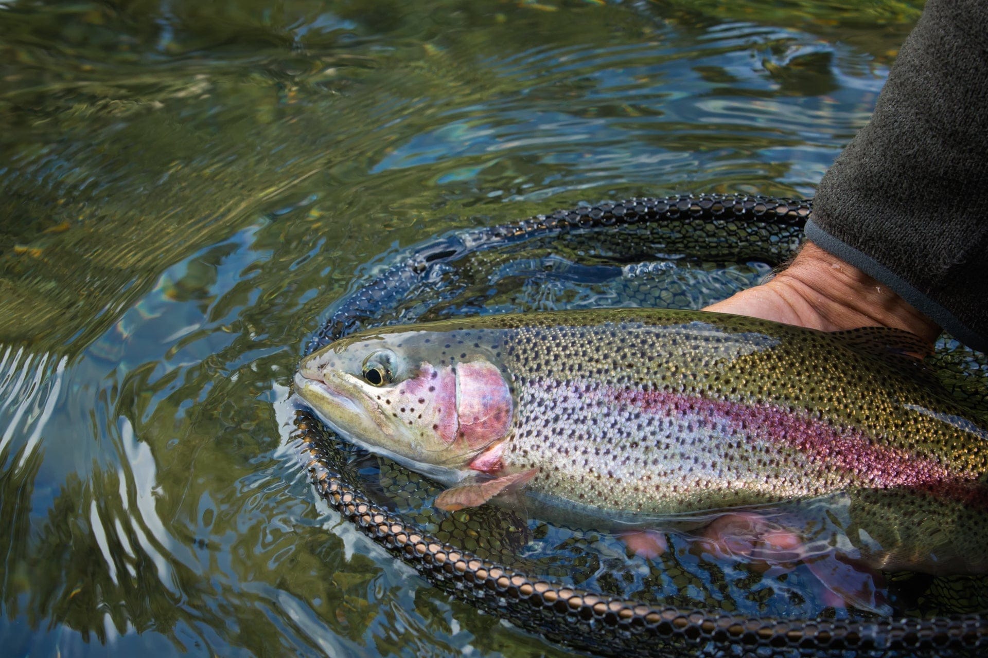 The Fly Fishing Place Trout Wet Flies 3 Pack Barbless Bead Head Gold Ribbed Hare's Ear Nymph Flies Hook Size 10