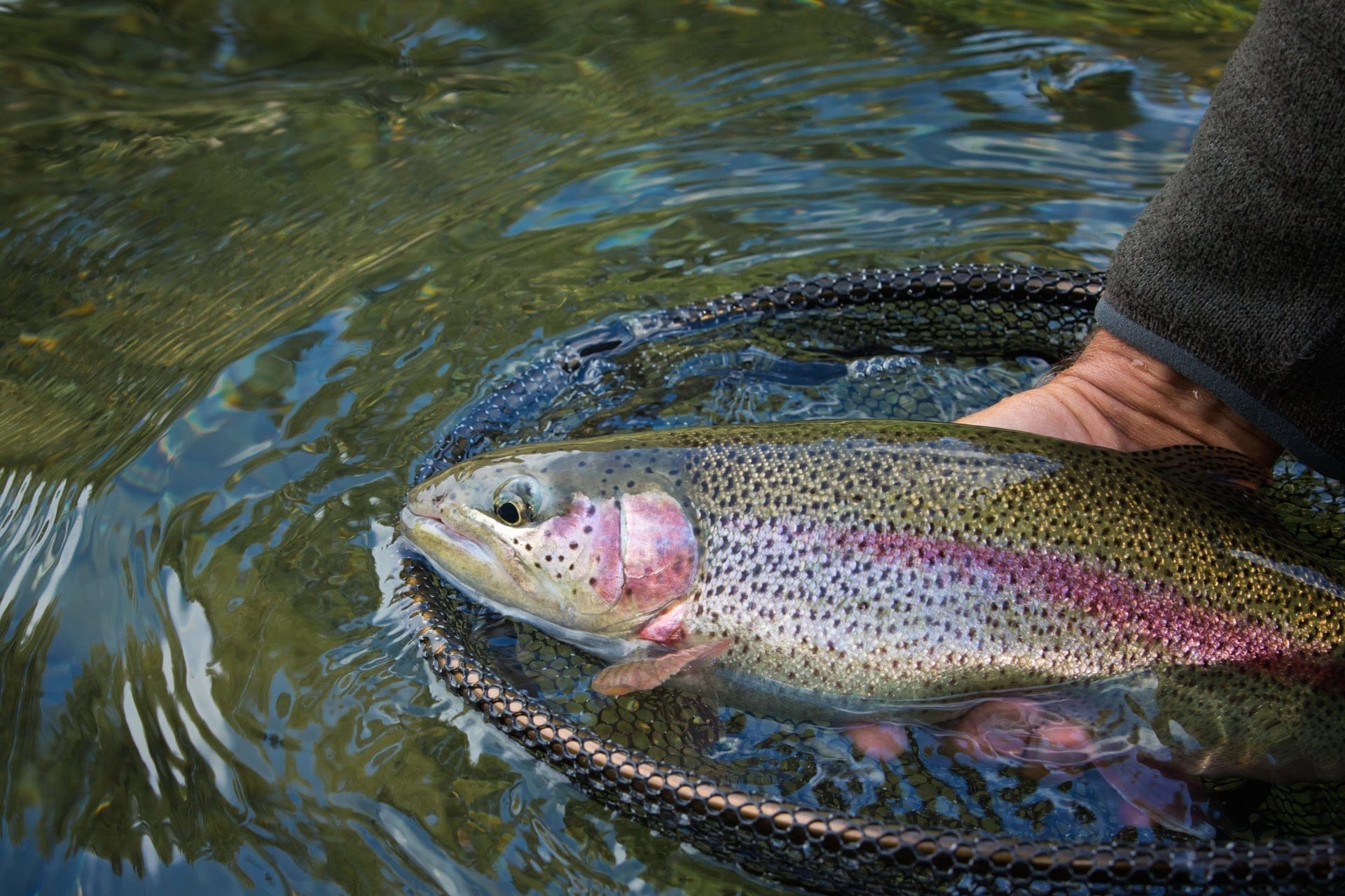 The Fly Fishing Place Trout Wet Flies 3 Pack Barbless Bead Head Gold Ribbed Hare's Ear Nymph Flies Hook Size 12