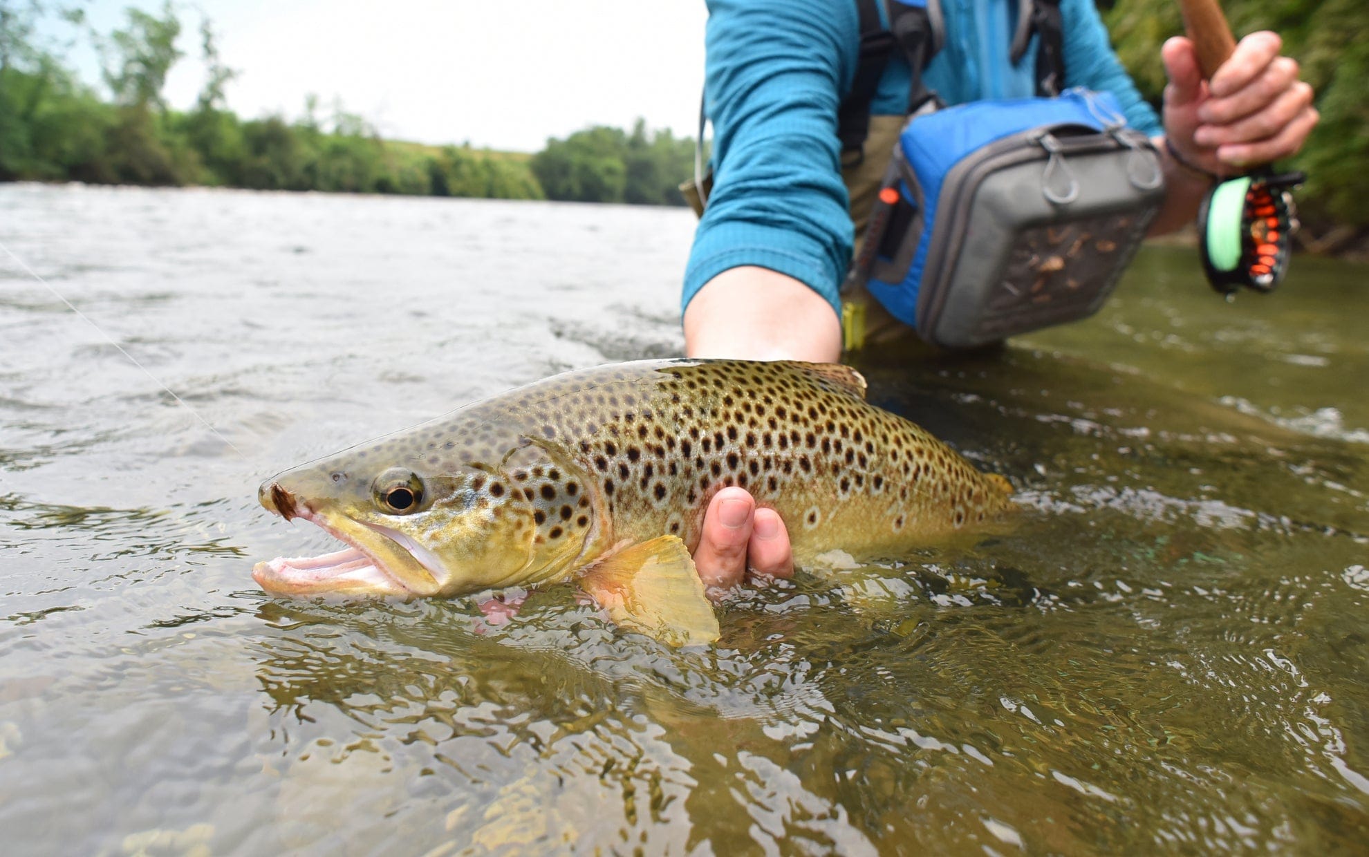 The Fly Fishing Place Trout Wet Flies 3 Pack Cone Head Muddler Minnow Trout and Bass Streamer Fly - Hook Size 4