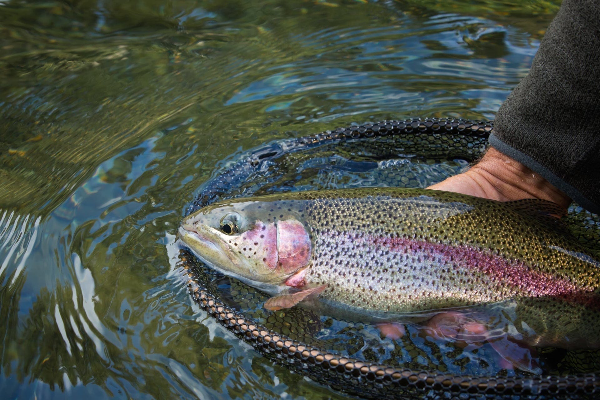 The Fly Fishing Place Trout Wet Flies Barbless Bead Head Gold Ribbed Hare's Ear Nymph 1 Dozen Flies Hook Size 12